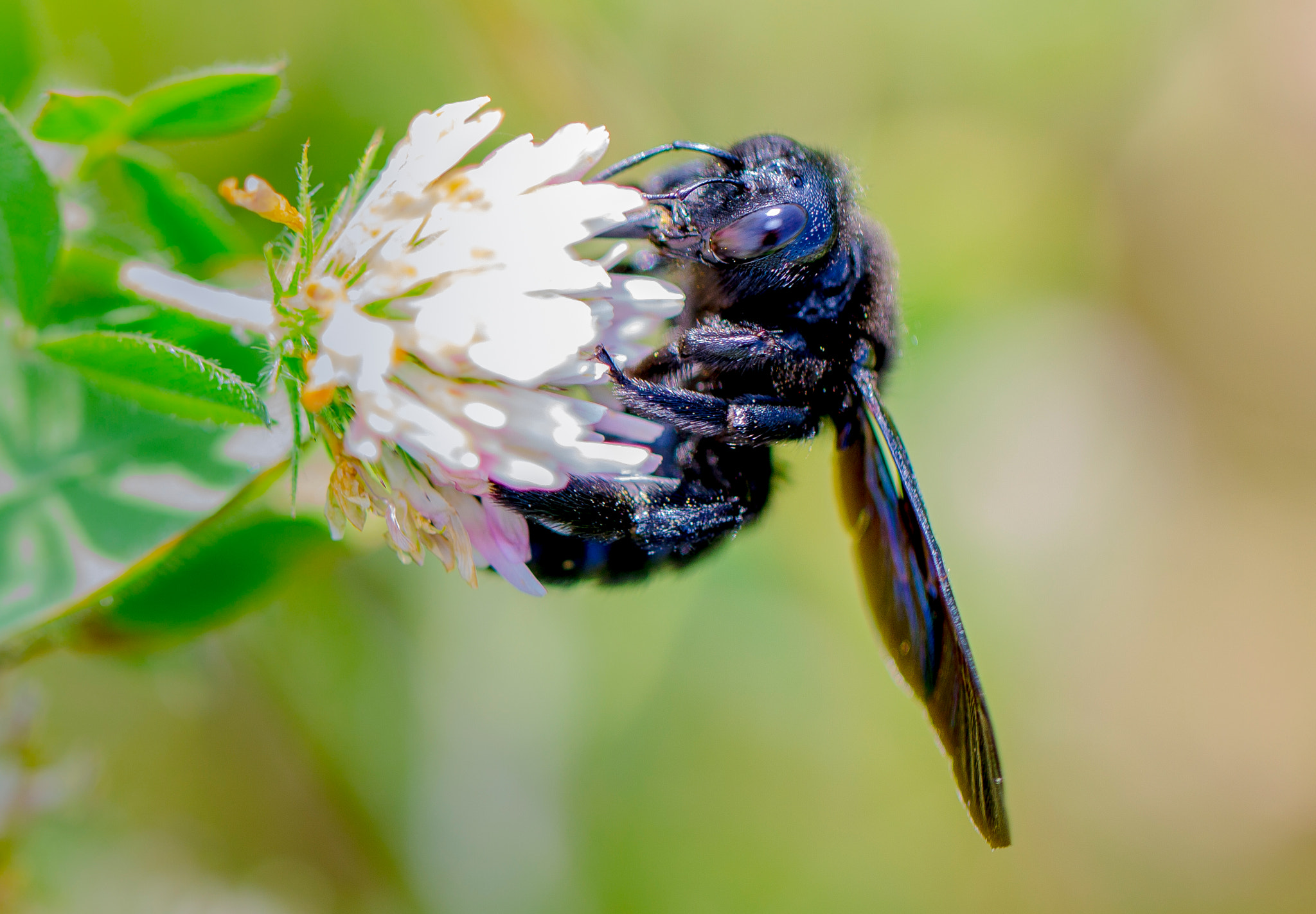 Canon EOS 1100D (EOS Rebel T3 / EOS Kiss X50) + Canon EF 100mm F2.8L Macro IS USM sample photo. Violet carpenter bee - xylocopa violacea photography