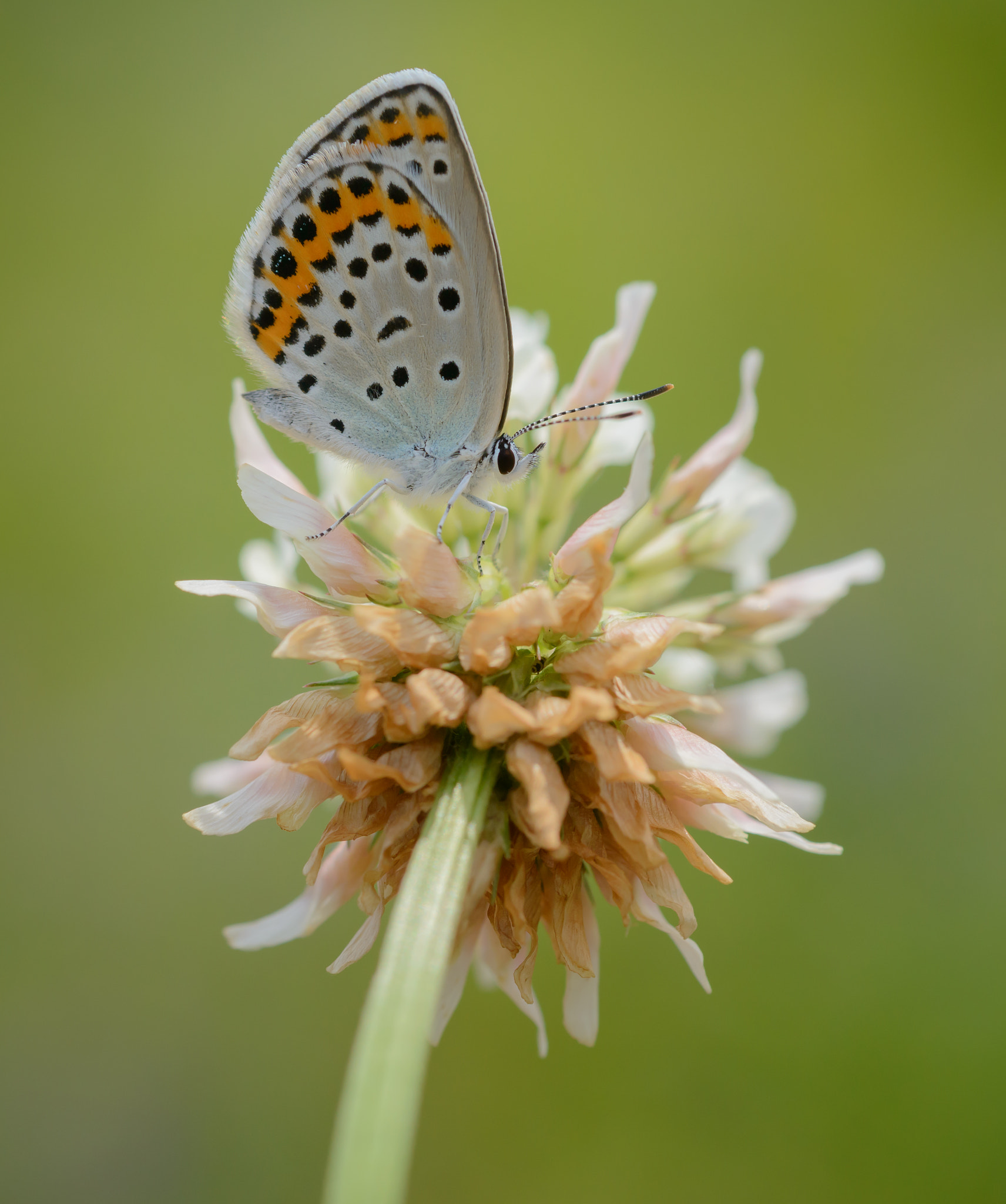 Nikon D800E + Nikon AF Micro-Nikkor 60mm F2.8D sample photo. Small butterfly photography