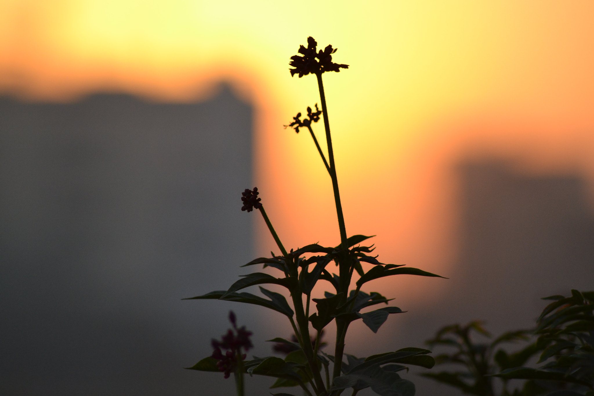 Nikon AF Nikkor 70-300mm F4-5.6G sample photo. Sunrise. photography