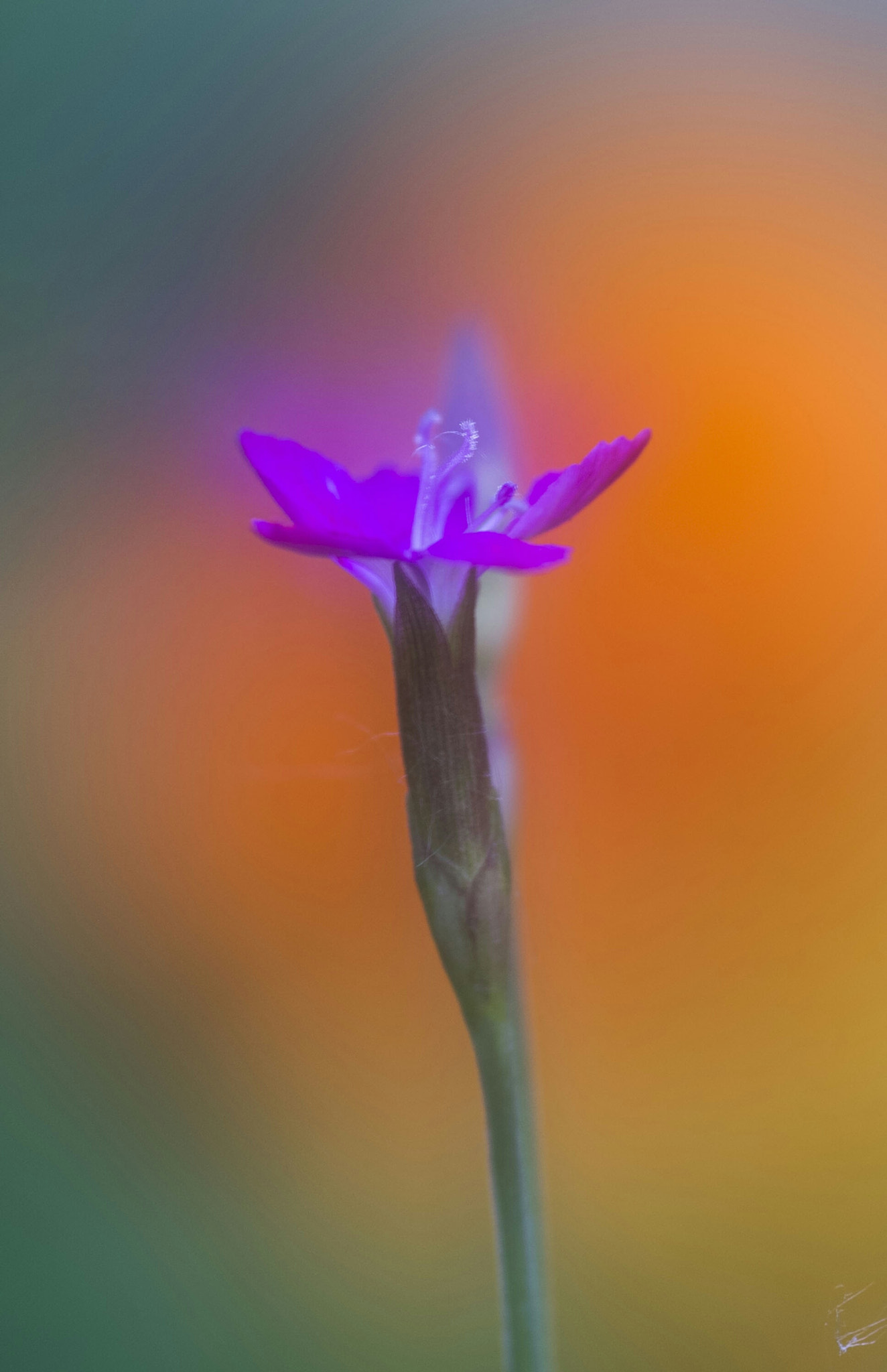 Pentax K-r + Sigma sample photo. Litle flower  photography