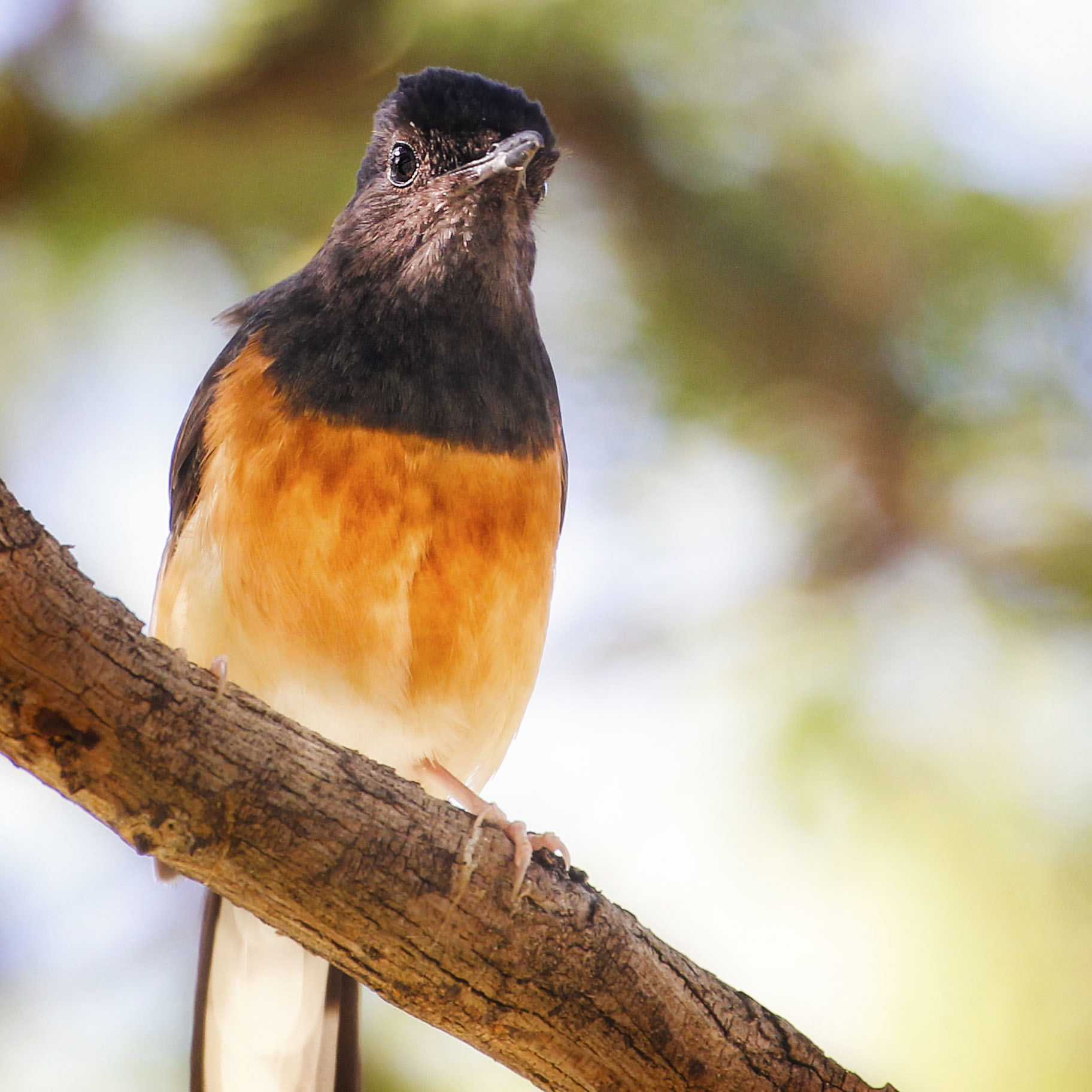 Canon EF 70-300mm F4-5.6L IS USM sample photo. White rumped shama photography