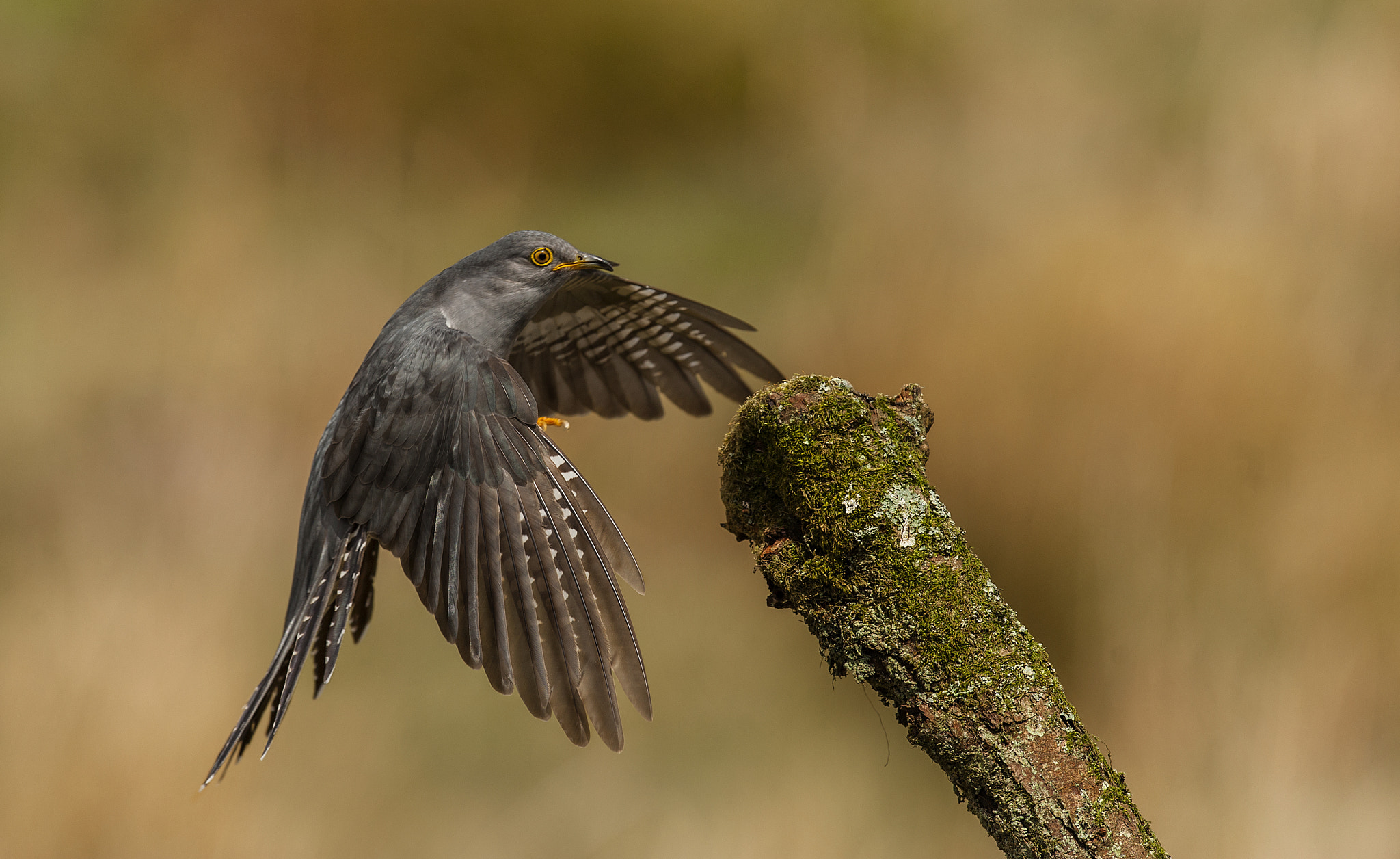 Nikon D700 + Nikon AF-S Nikkor 500mm F4G ED VR sample photo. Cuckoo photography