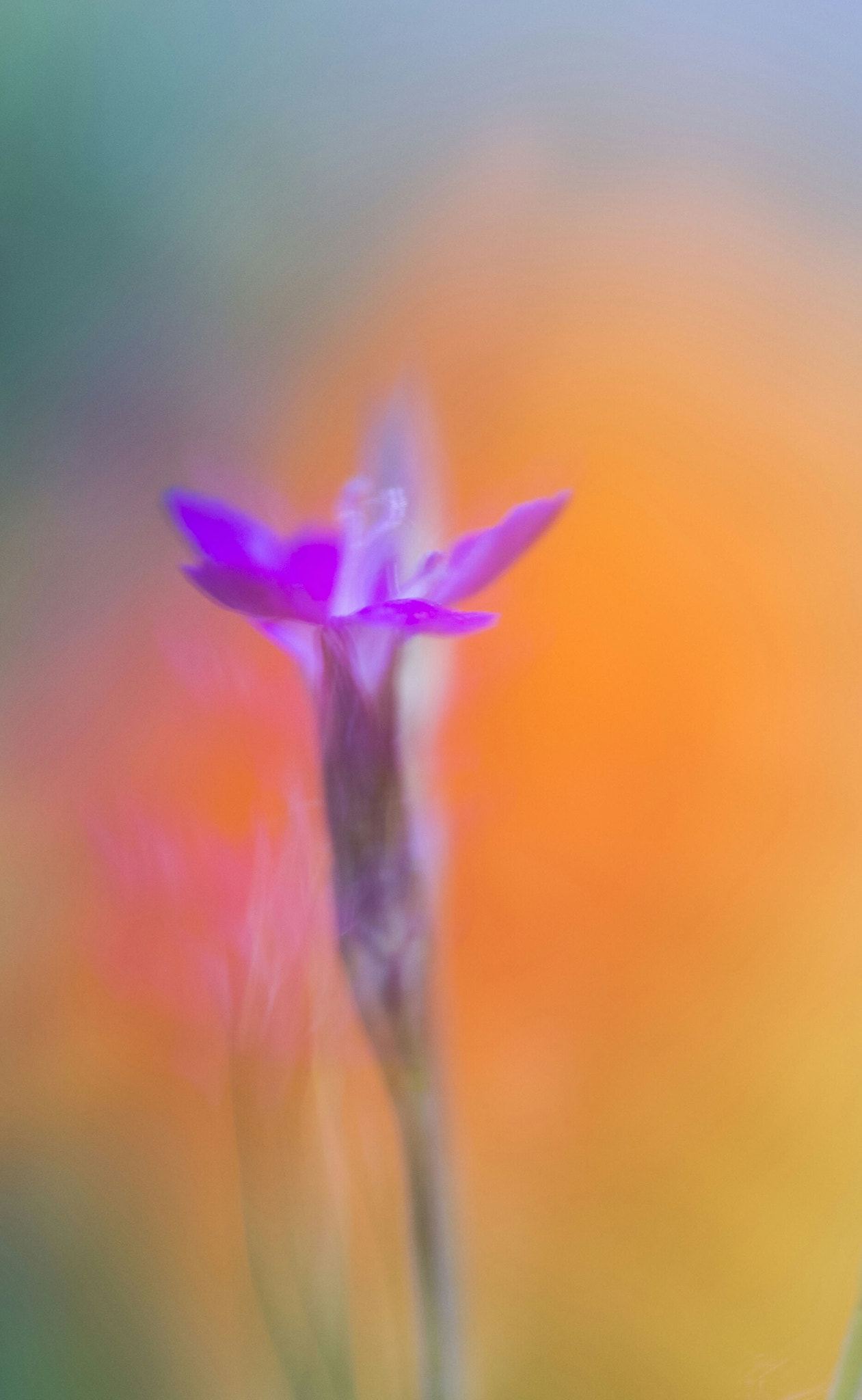 Pentax K-r + Sigma sample photo. Purple in orange photography