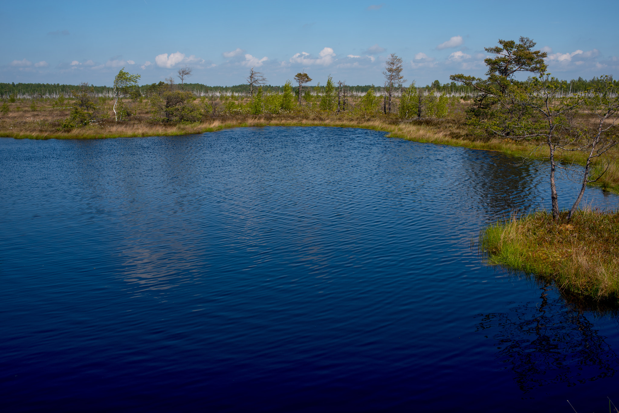 Pentax K-1 + Pentax smc DA 35mm F2.4 AL sample photo. Swamp photography