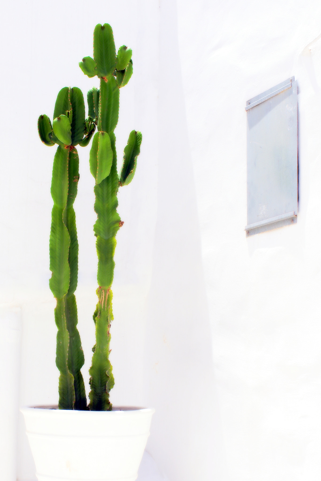 Pentax K-5 sample photo. The cactus couple photography
