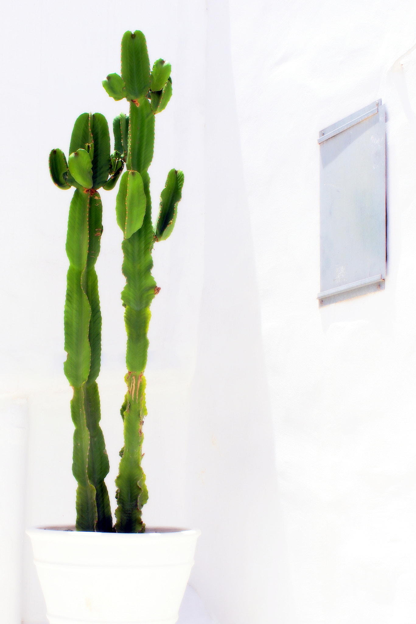 Pentax smc DA 35mm F2.8 Macro Limited sample photo. The cactus couple photography