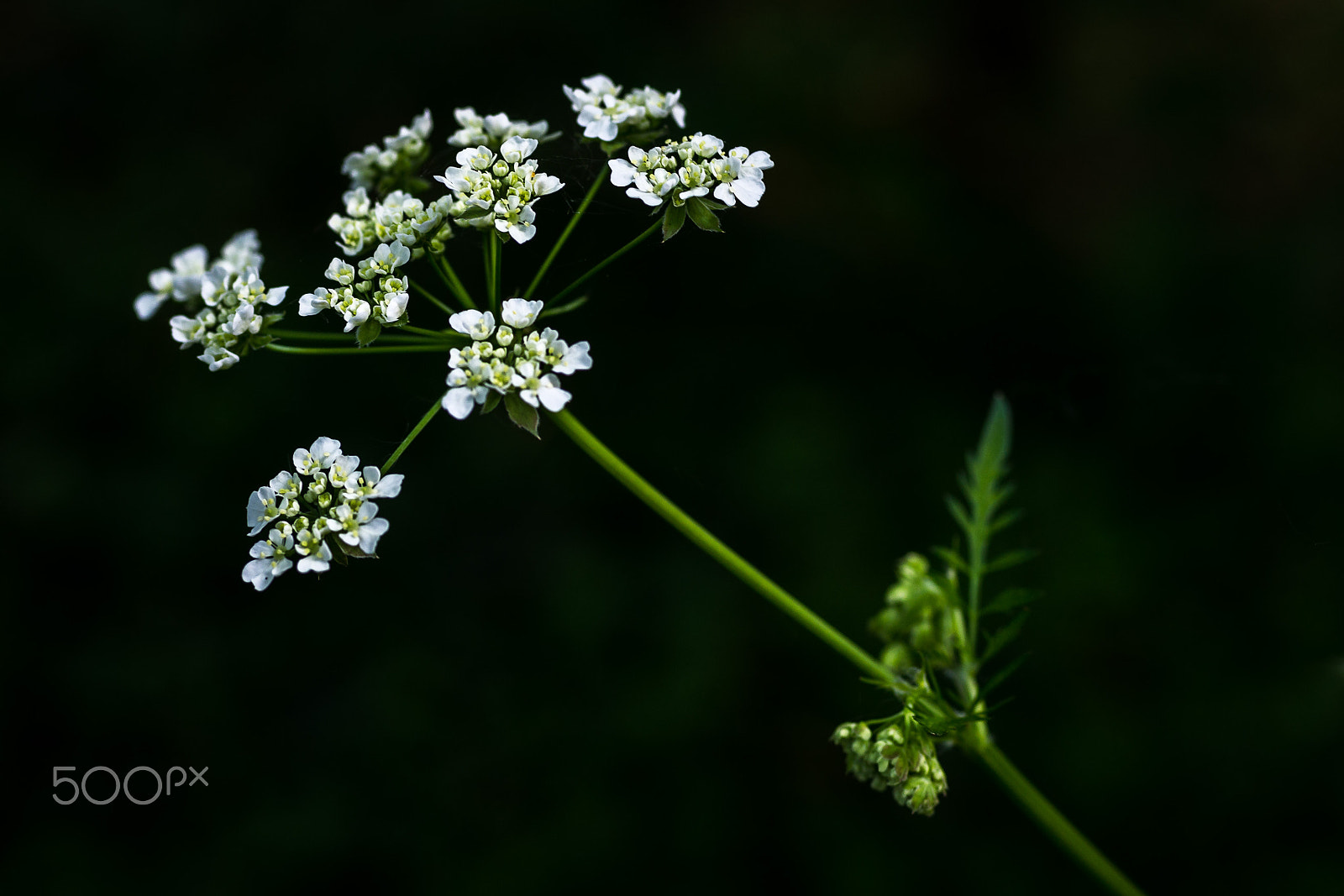 Pentax smc D-FA 50mm F2.8 Macro sample photo. Spring has sprung photography