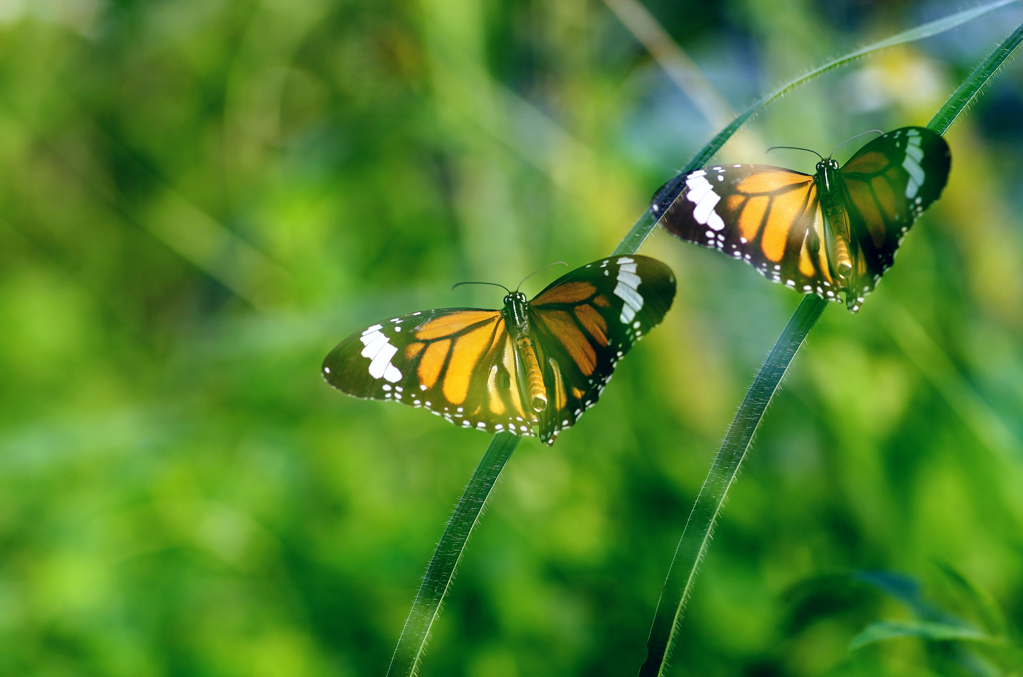 Pentax smc D-FA 100mm F2.8 macro sample photo. Butterfly photography