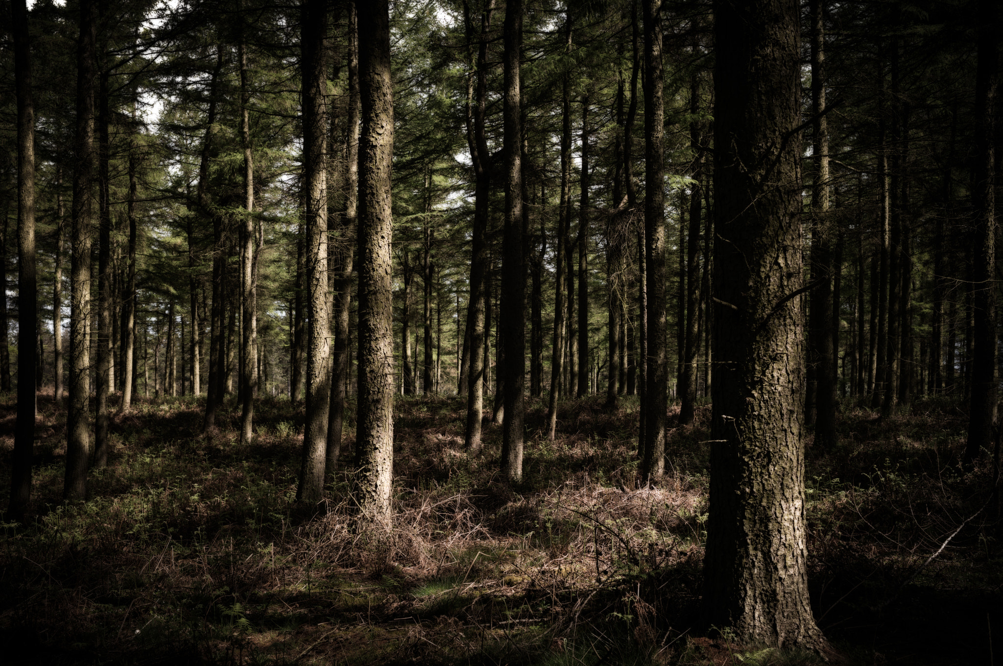 Leica S (TYP 006) + Elmarit-S 45 sample photo. A robert frost poem photography