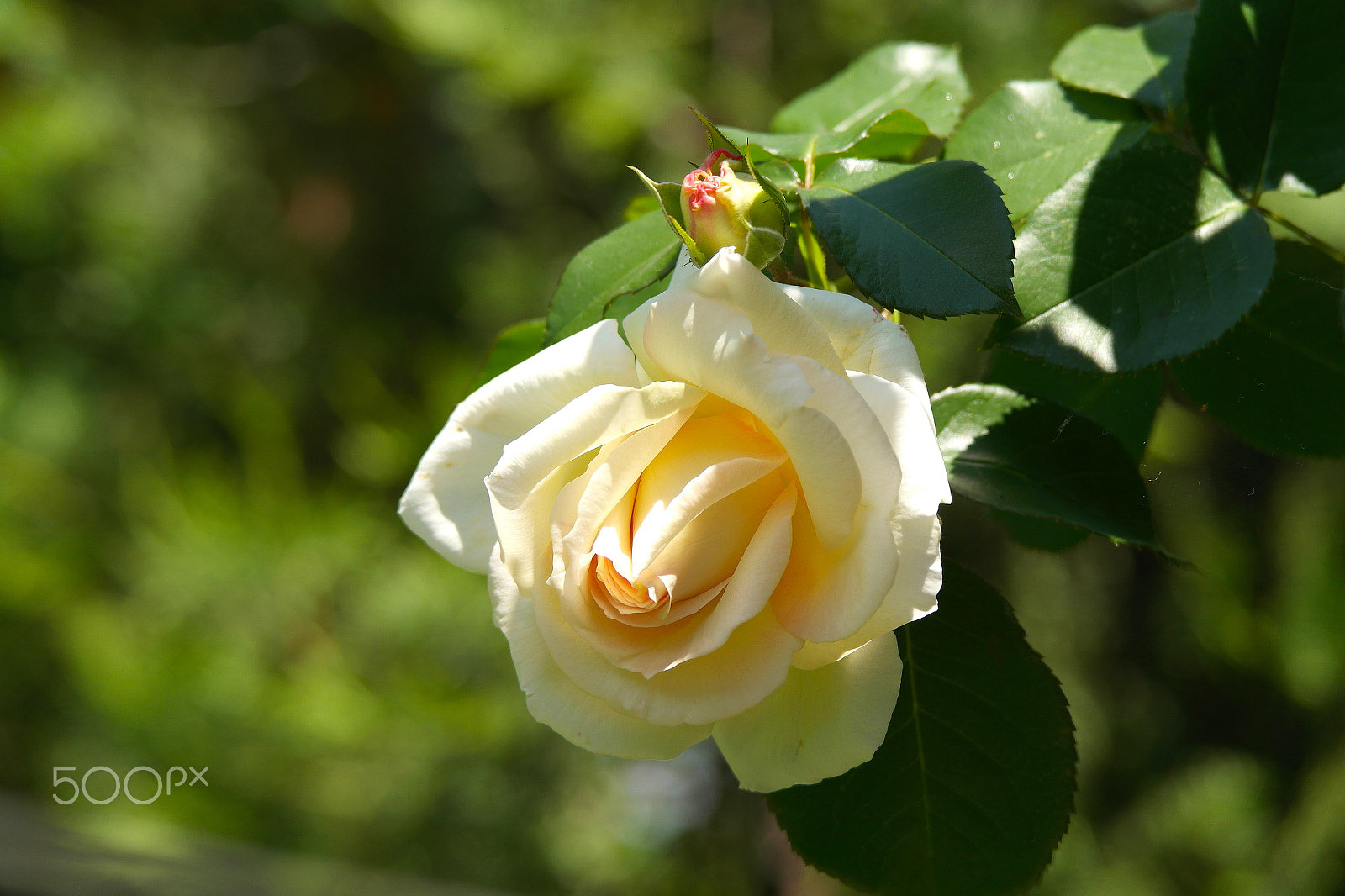 Samsung NX200 sample photo. White rose photography