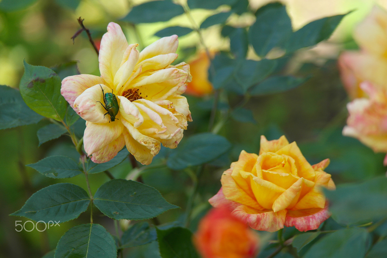 Samsung NX200 sample photo. Rose and dung beetle photography