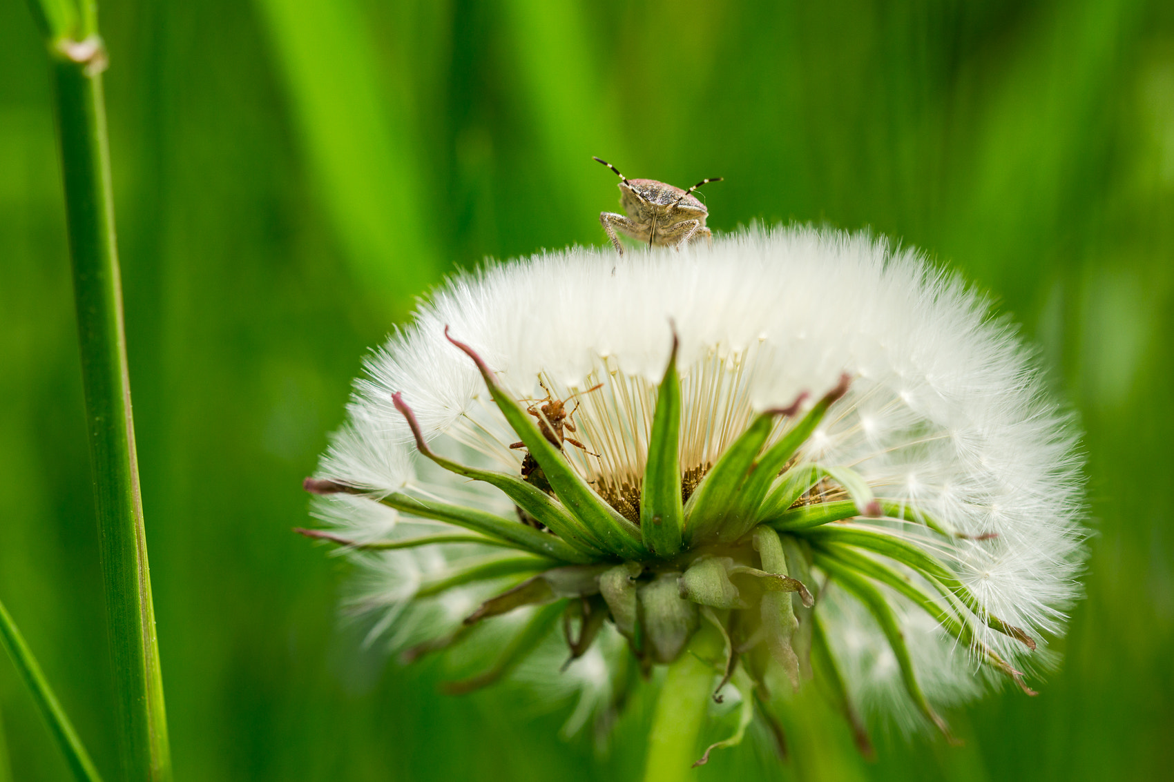 Sony a6000 + 105mm F2.8 sample photo. ... photography