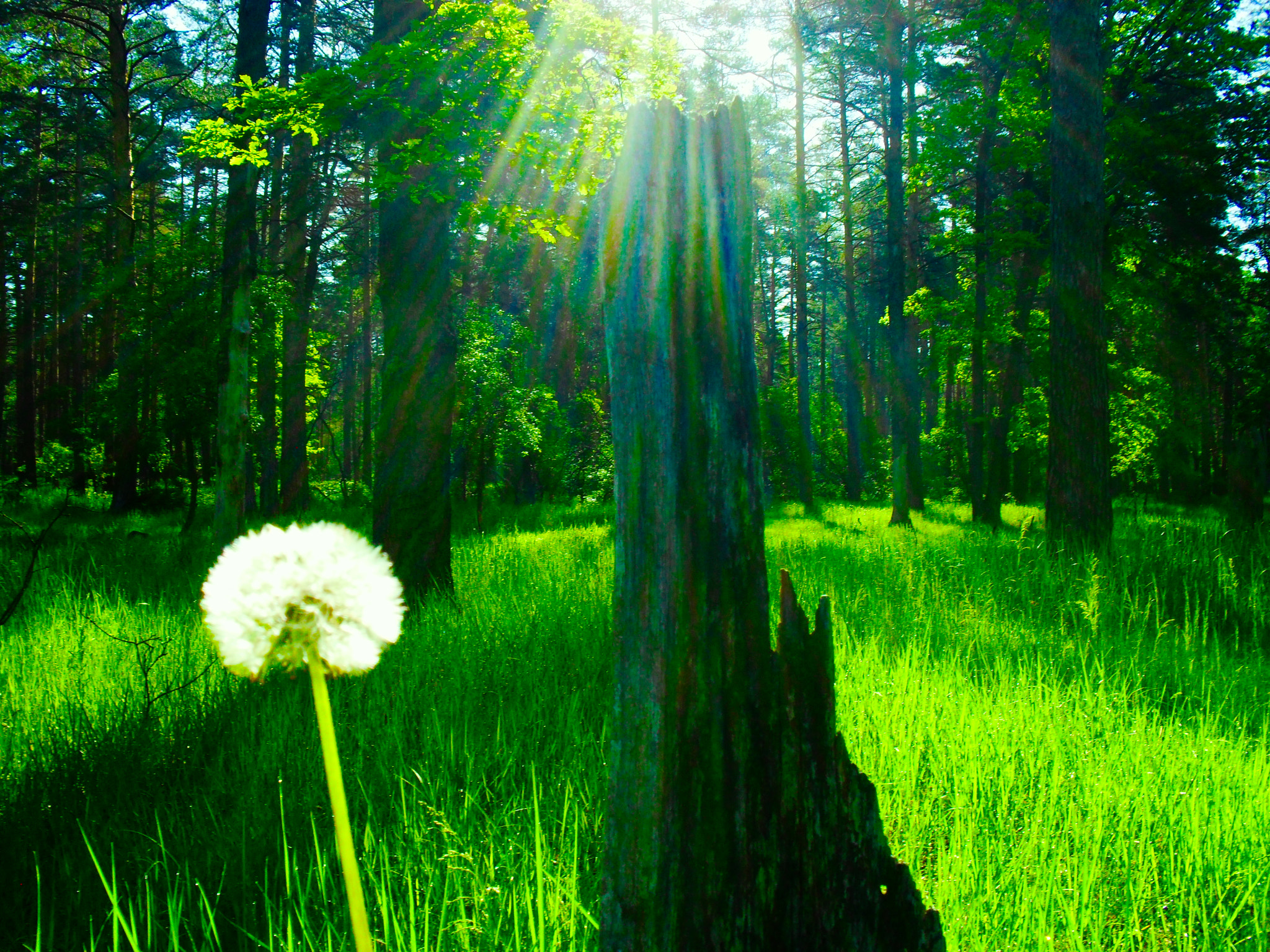 Samsung ES60 / VLUU ES60 /  SL105 /  ES63 sample photo. Spring morning. alone dandelion in the forest. photography