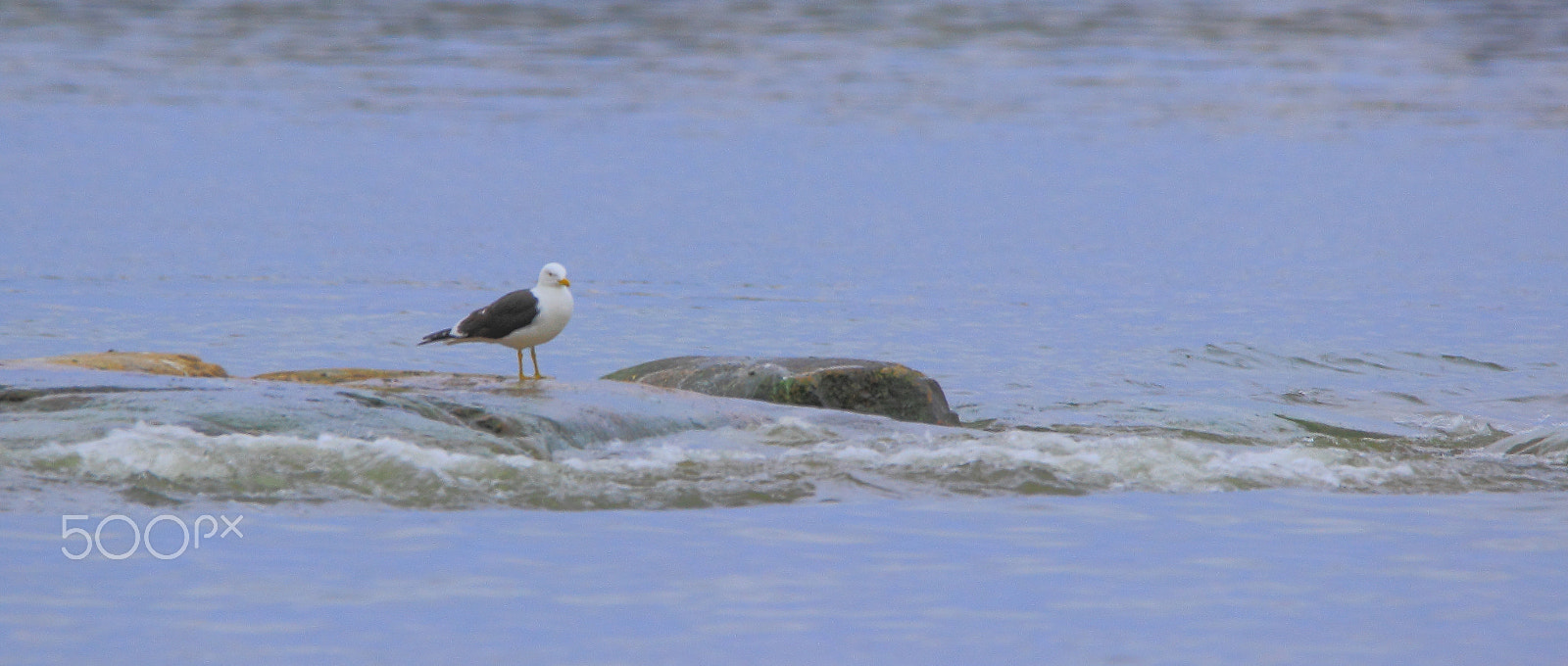 Sigma 150-600mm F5-6.3 DG OS HSM | C sample photo. Seagull photography