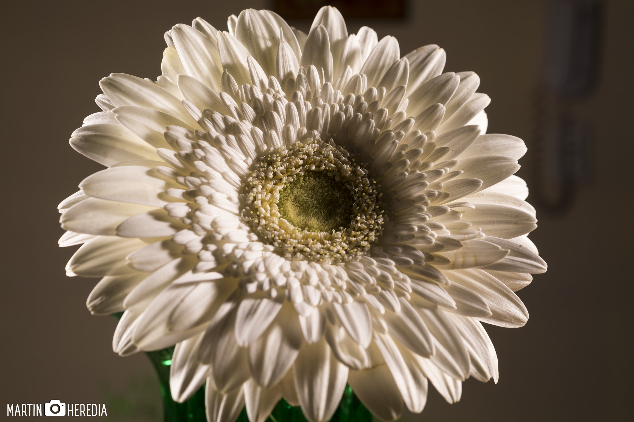 Sony DT 30mm F2.8 Macro SAM sample photo. Margarita calida photography