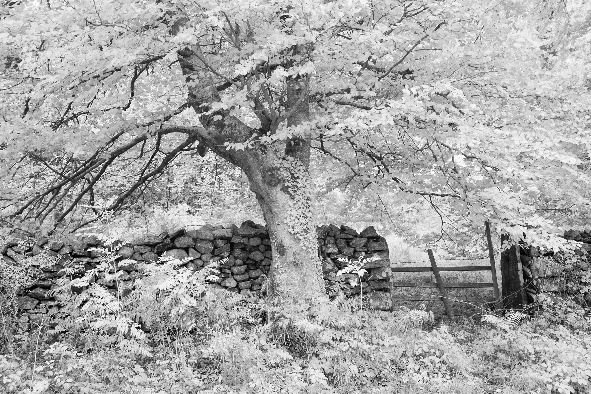 Canon EOS-1D Mark II sample photo. The woods by derwentwater photography
