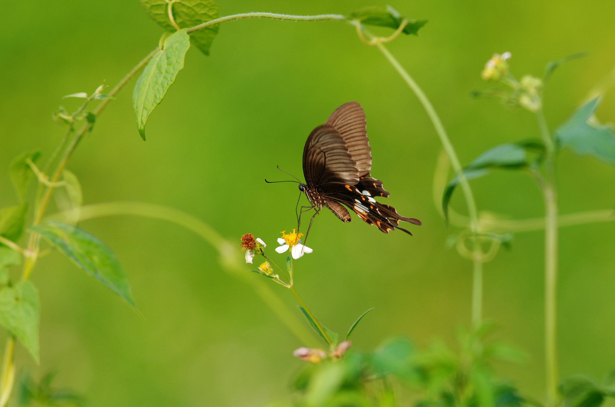 Pentax K-5 IIs + Pentax smc DA* 200mm F2.8 ED (IF) SDM sample photo. Butterfly photography