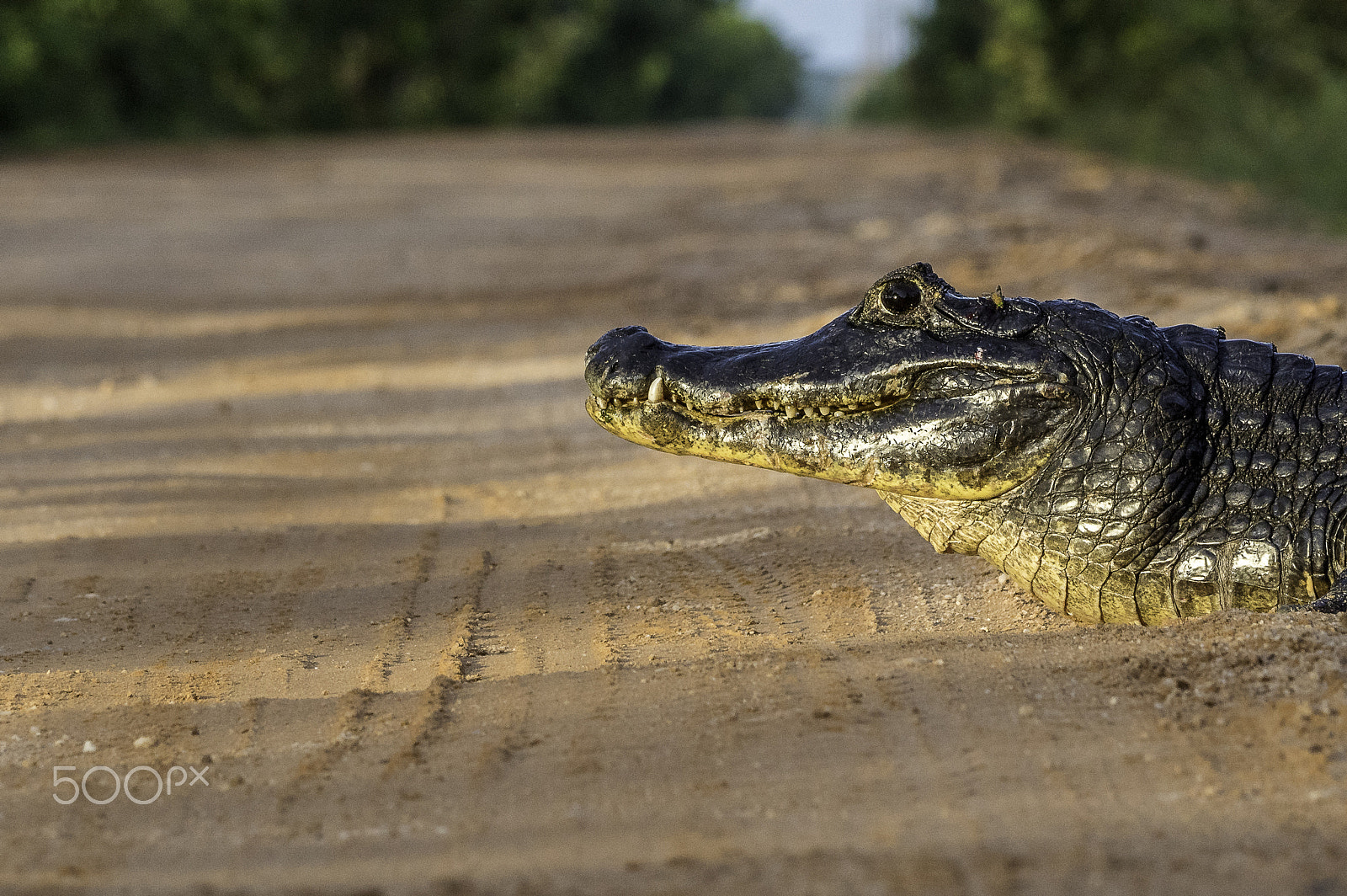 Sony ILCA-77M2 + Sony 70-400mm F4-5.6 G SSM sample photo. Caiman on transpantaneira photography