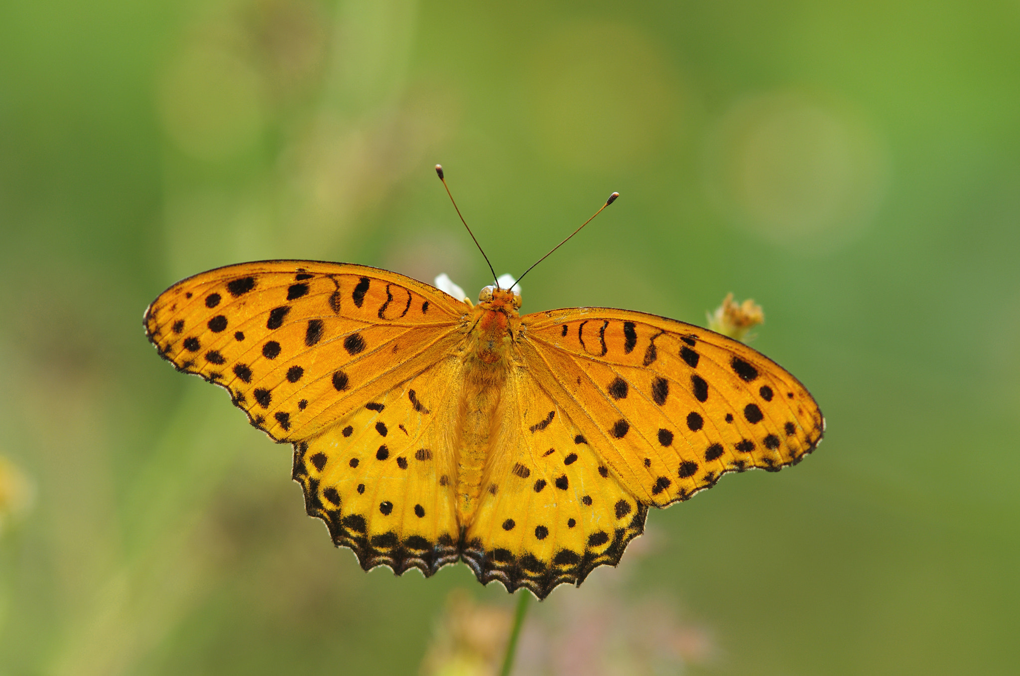 Pentax K-5 IIs + Pentax smc DA* 200mm F2.8 ED (IF) SDM sample photo. Butterfly photography