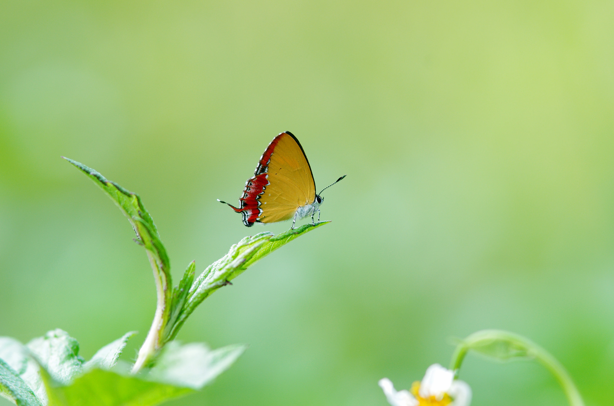 Pentax smc DA* 200mm F2.8 ED (IF) SDM sample photo. Butterfly photography