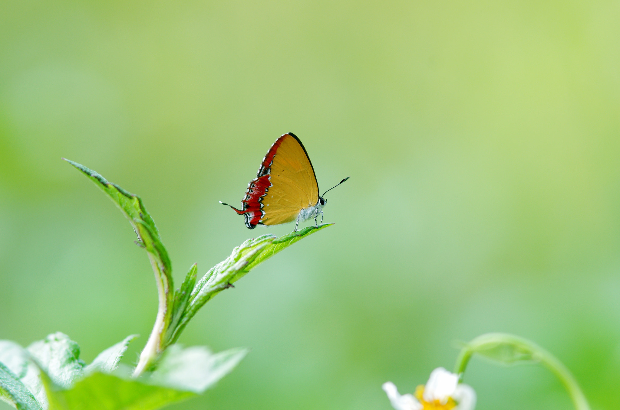 Pentax K-5 IIs + Pentax smc DA* 200mm F2.8 ED (IF) SDM sample photo. Butterfly photography