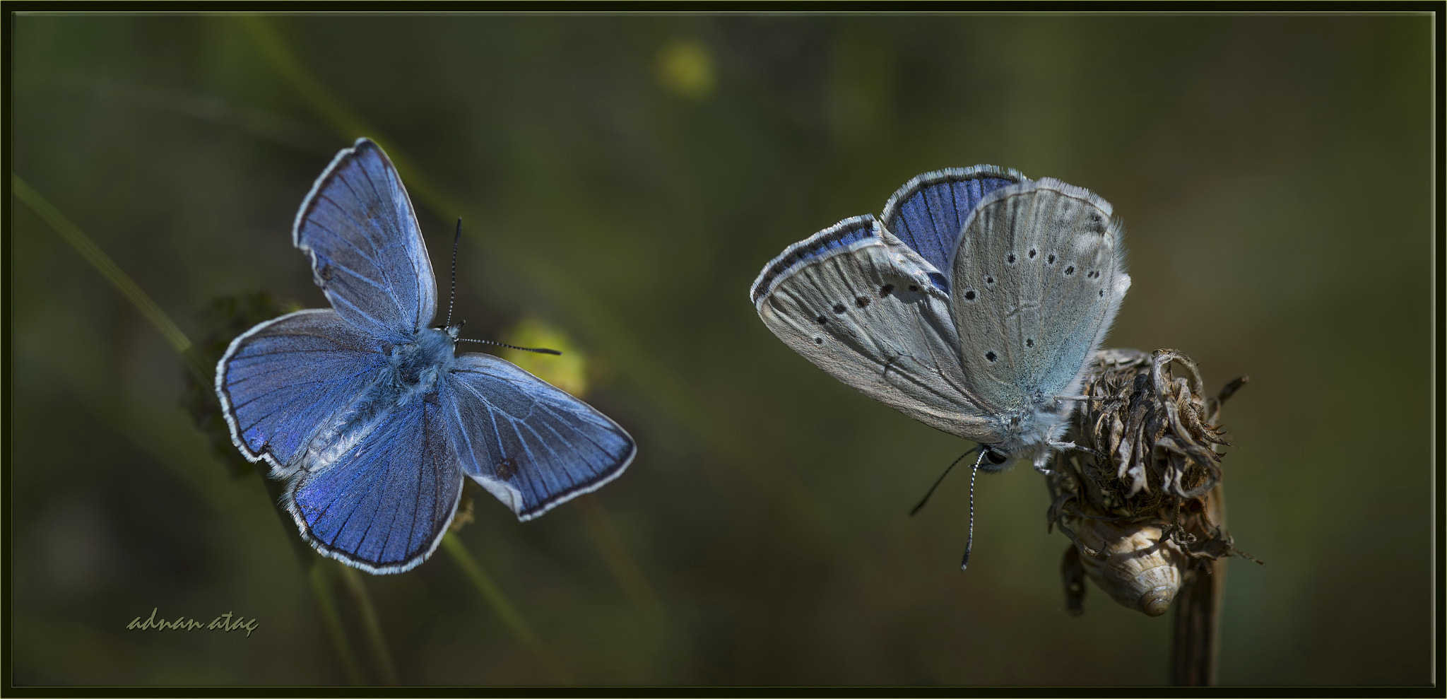 Nikon D4 sample photo. Devmavi kelebeği - iolas blue - glaucopsyche lessei photography