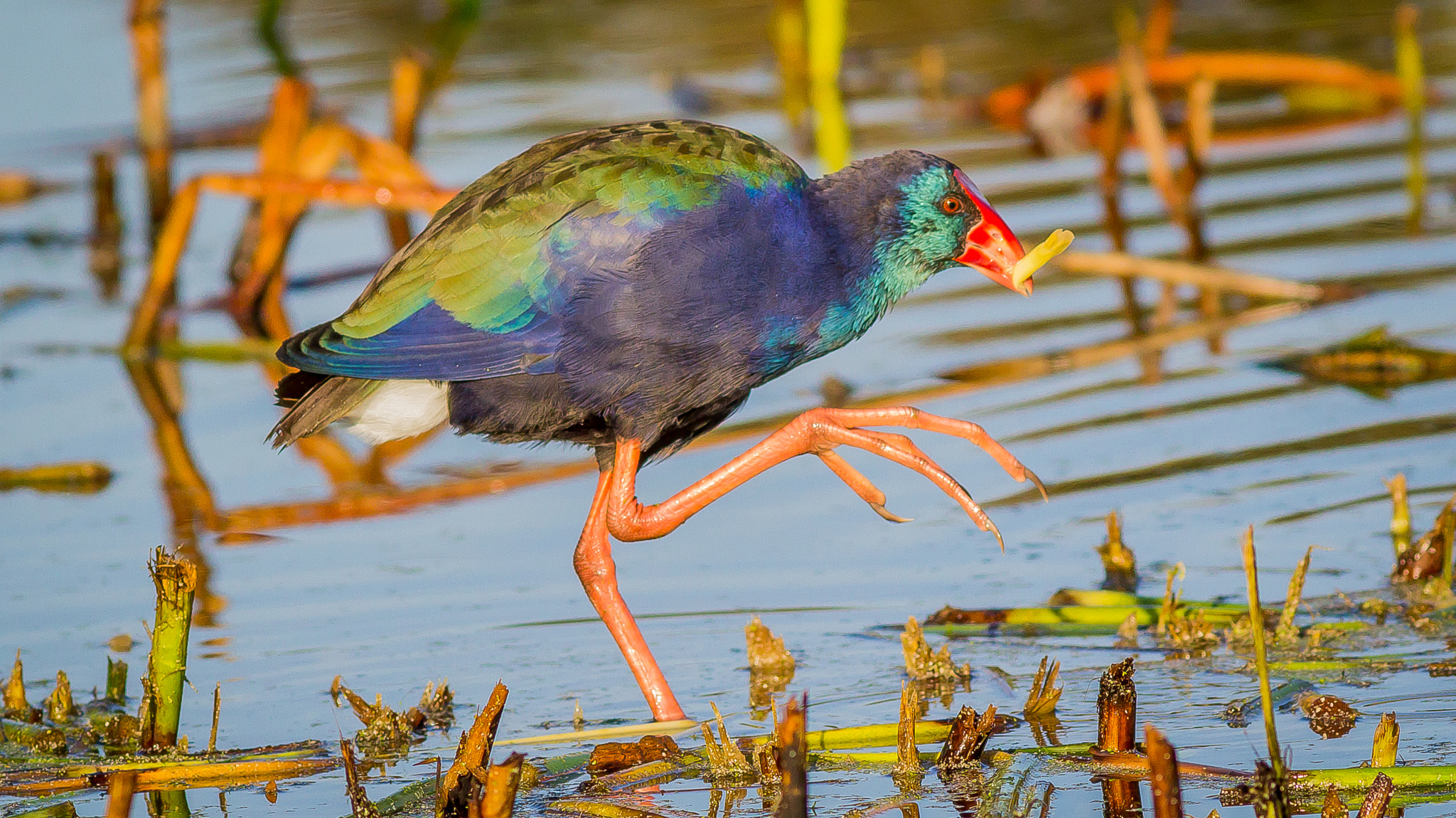 Canon EOS 1200D (EOS Rebel T5 / EOS Kiss X70 / EOS Hi) + Canon EF 400mm F5.6L USM sample photo. Purple swamphen photography