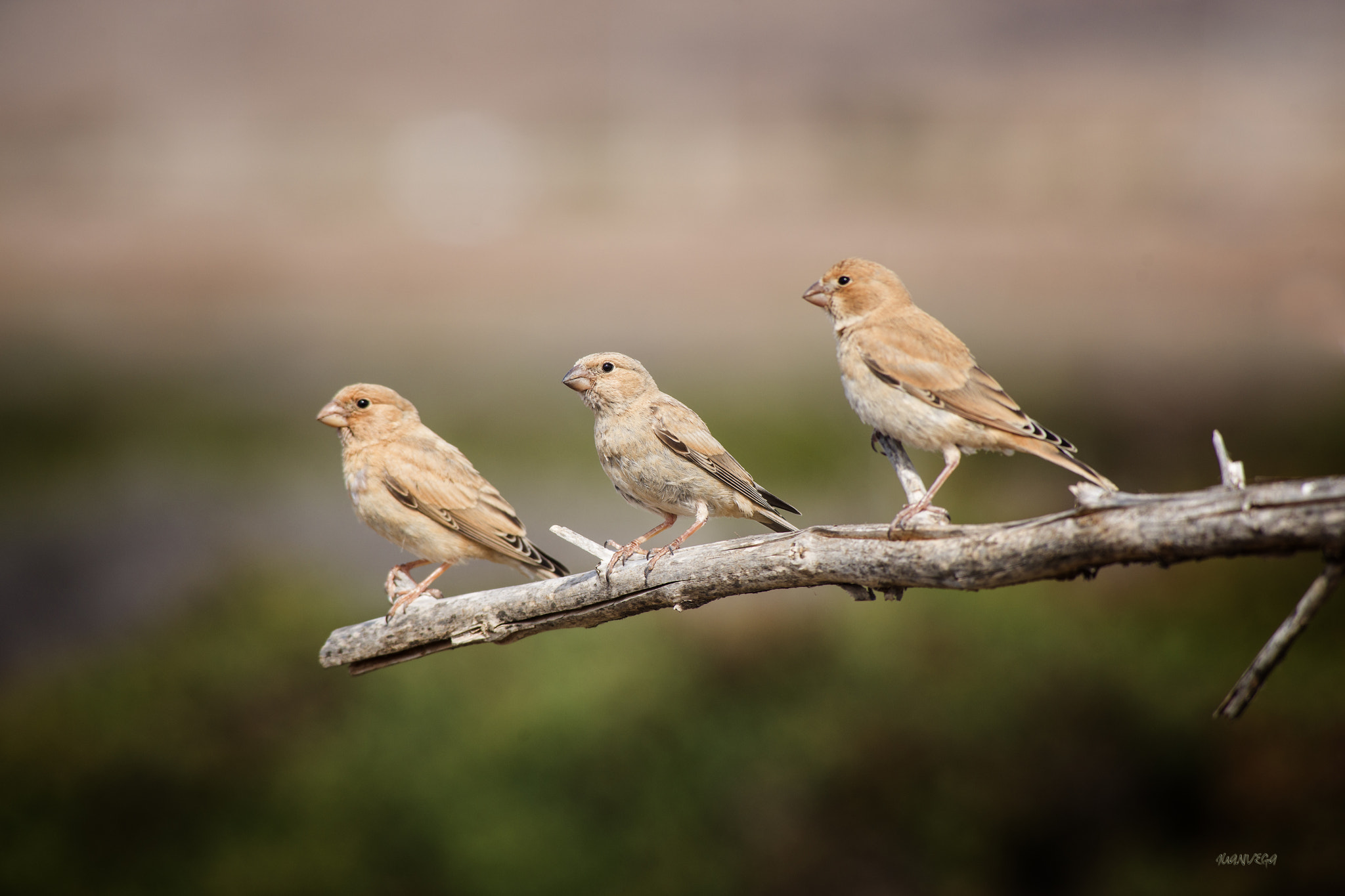Sony 75-300mm F4.5-5.6 sample photo. Camachuelos photography