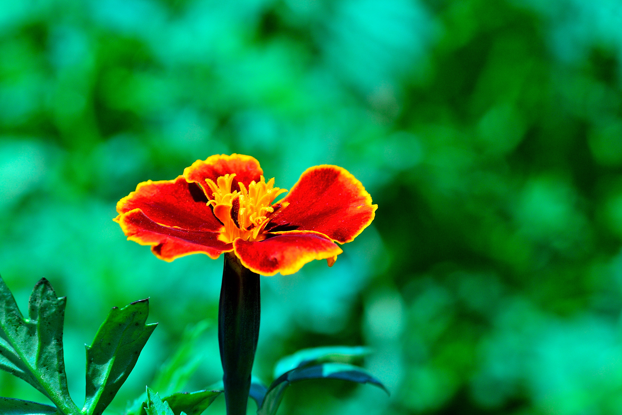 Nikon D3100 sample photo. Marigold photography