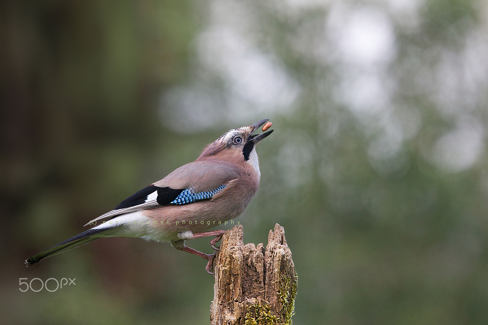 Canon EF 400mm F4 DO IS II USM sample photo. Eurasian jay (v) photography