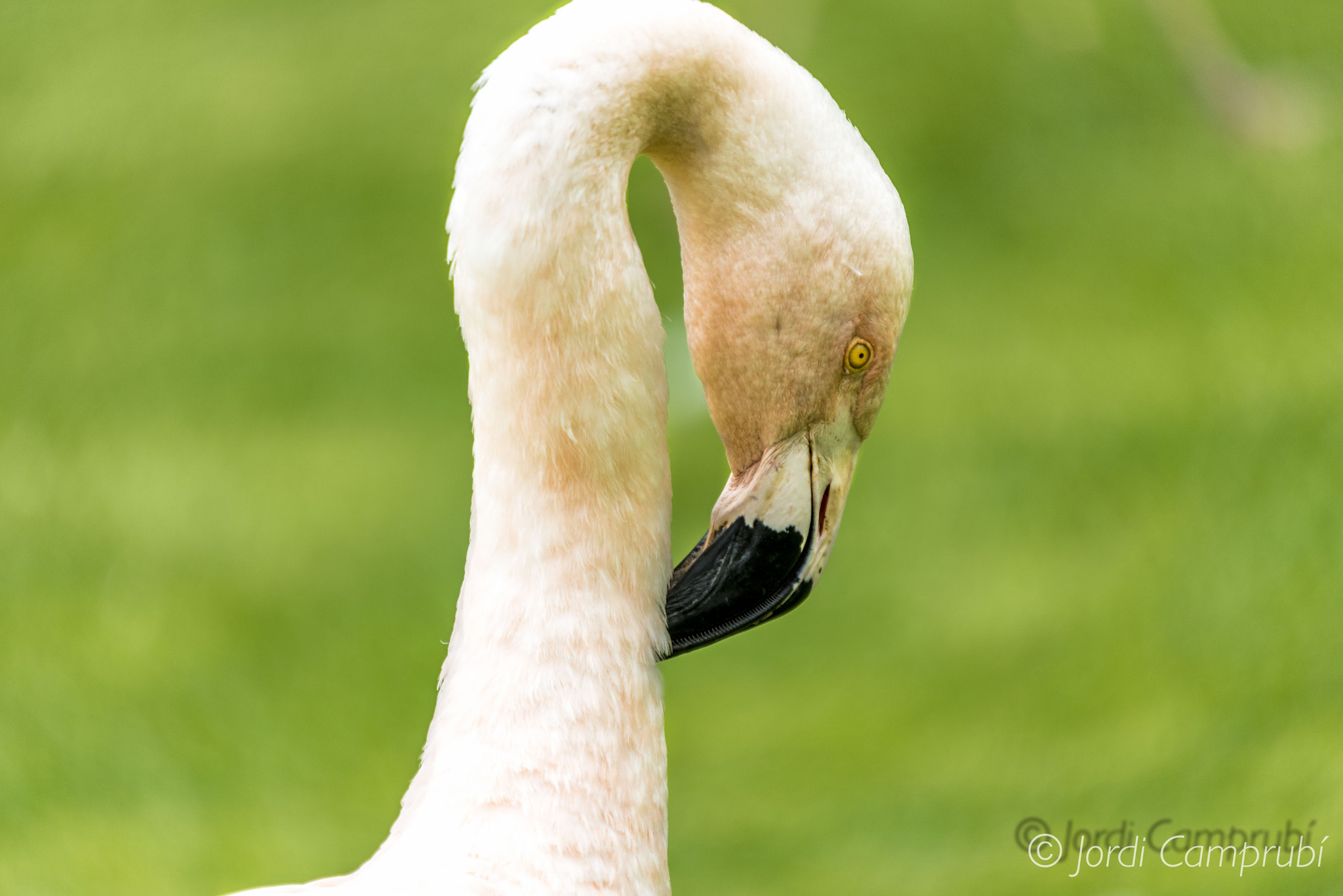 Sigma 50-500mm F4-6.3 EX APO RF HSM sample photo. _ photography