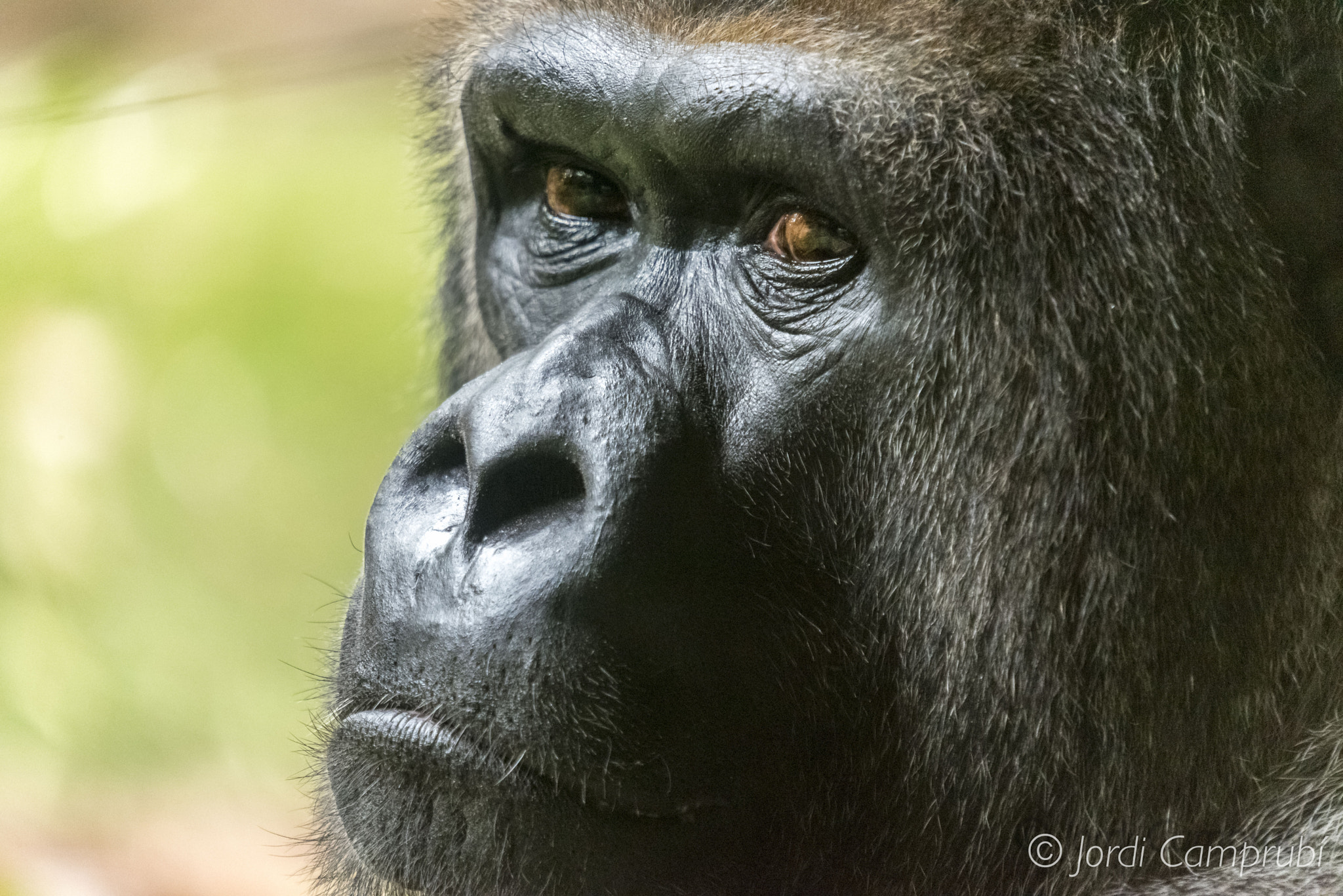 Sigma 50-500mm F4-6.3 EX APO RF HSM sample photo