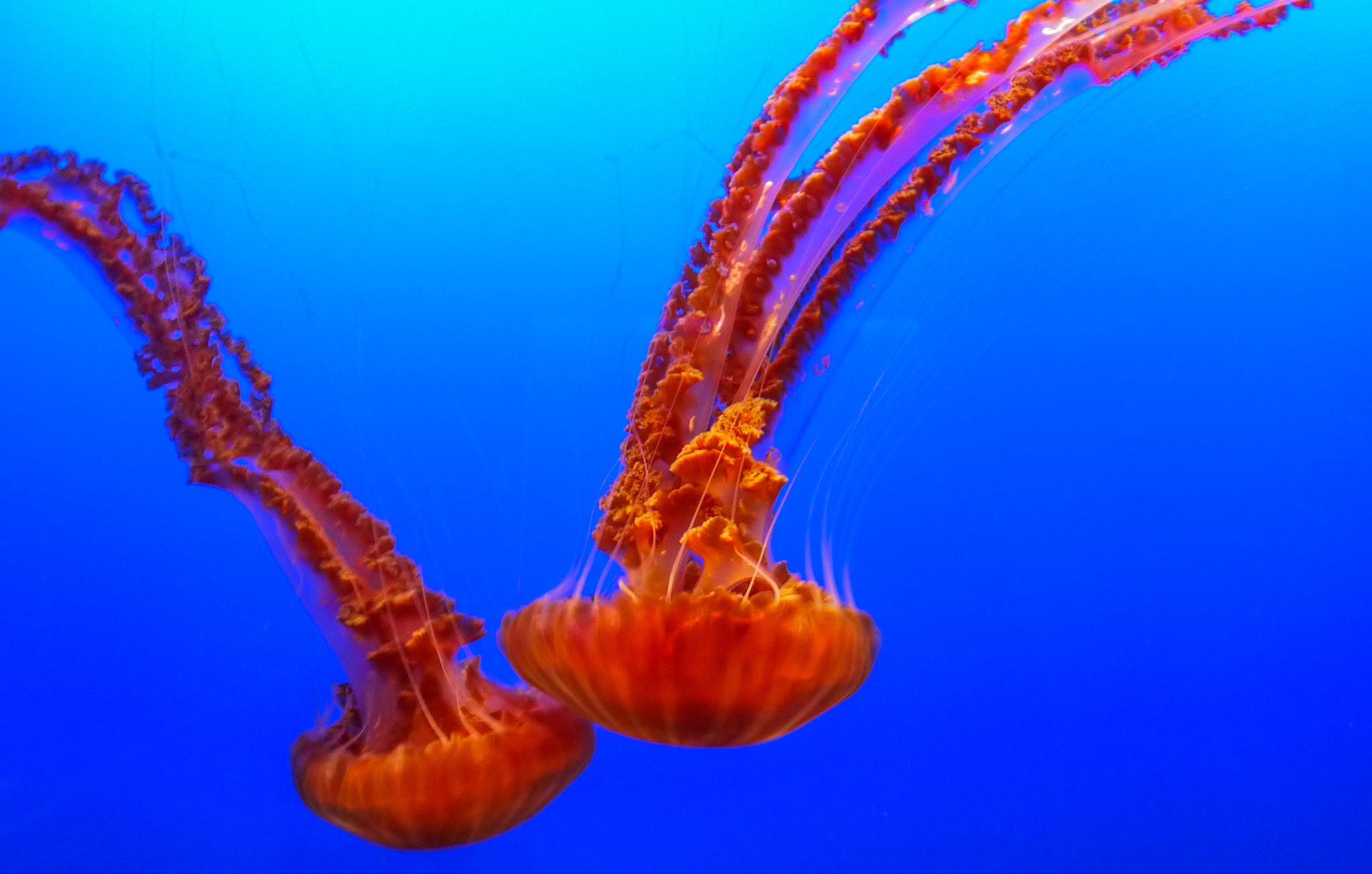 Panasonic Lumix DMC-GF3 sample photo. Orange jellyfish photography