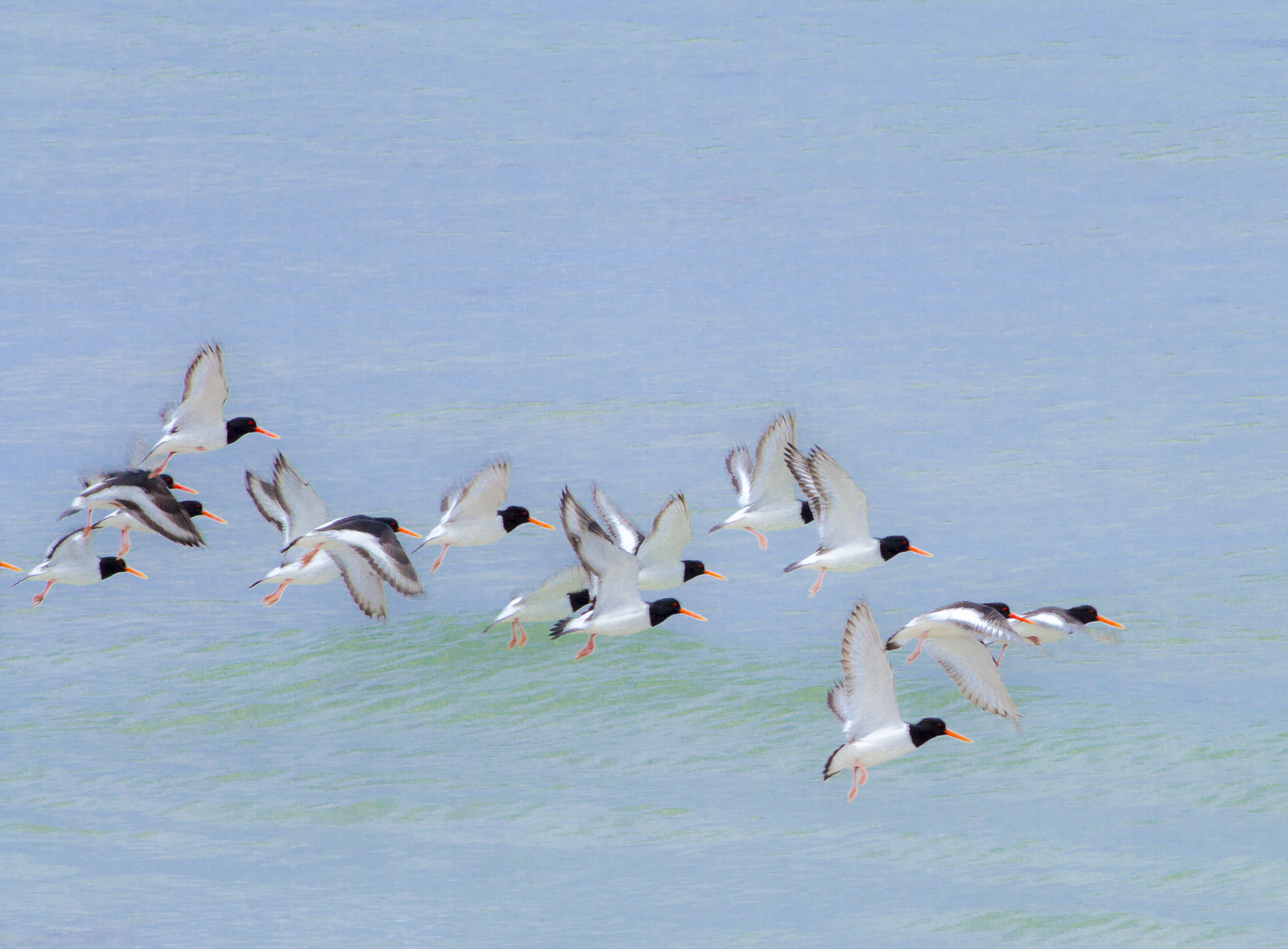 Canon EOS 7D + Canon EF 200mm F2.8L II USM sample photo. Fly away photography