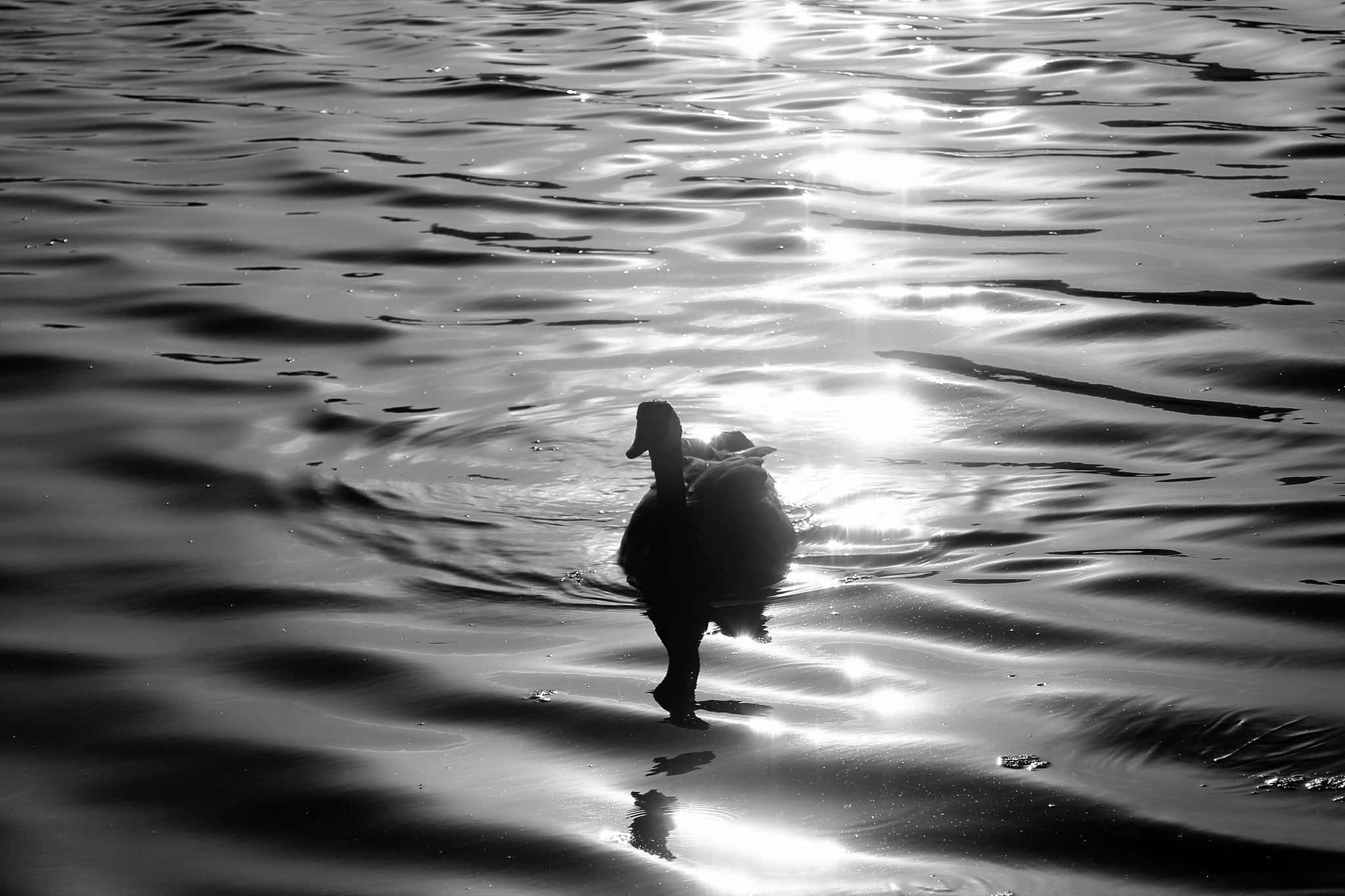 Canon EF 35-80mm f/4-5.6 sample photo. Duck photography