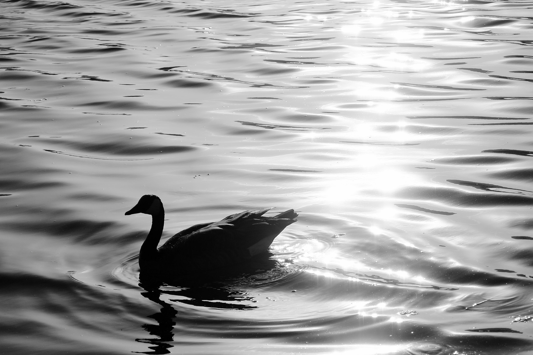 Canon EF 35-80mm f/4-5.6 sample photo. Duck photography