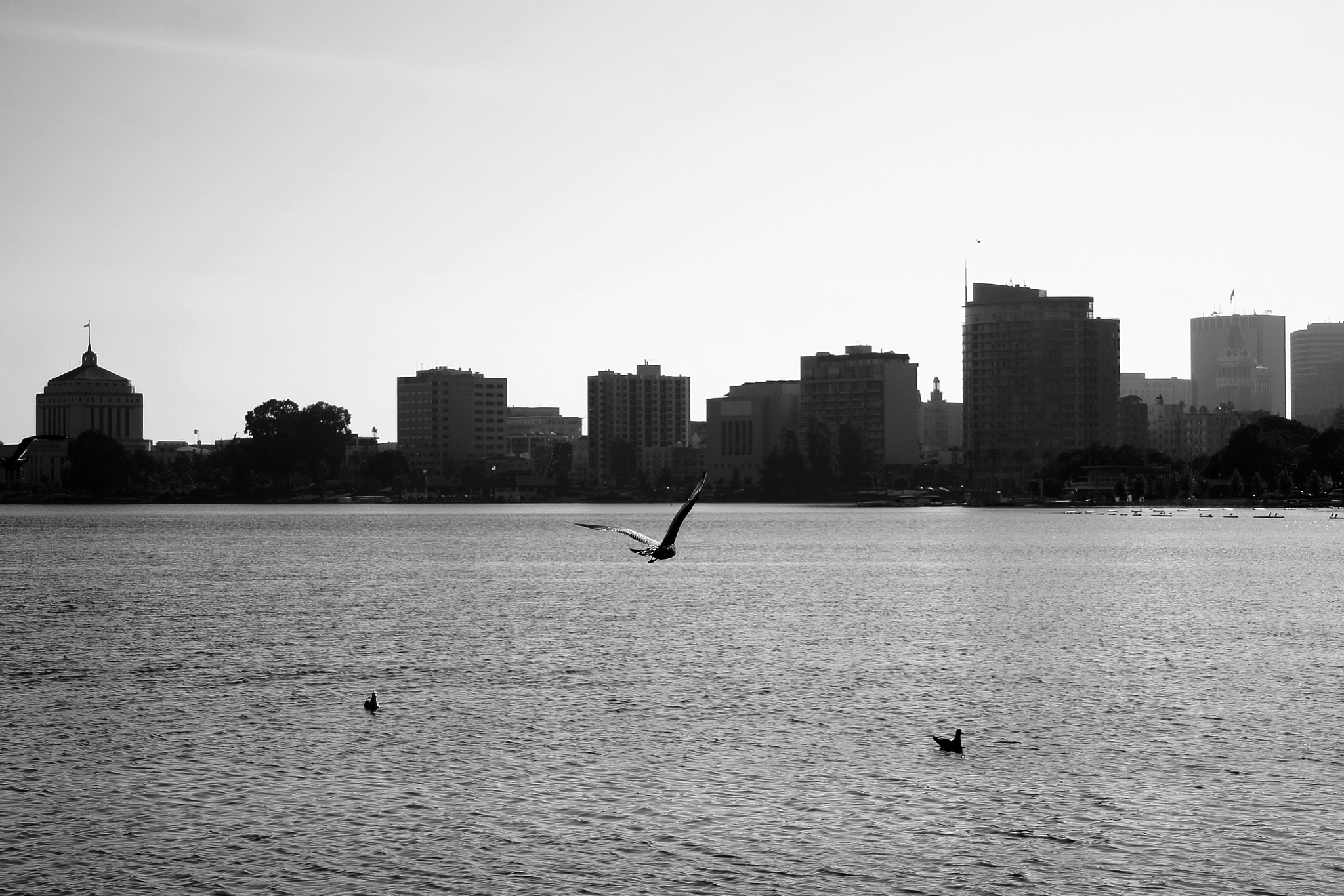 Canon EF 35-80mm f/4-5.6 sample photo. Duck photography