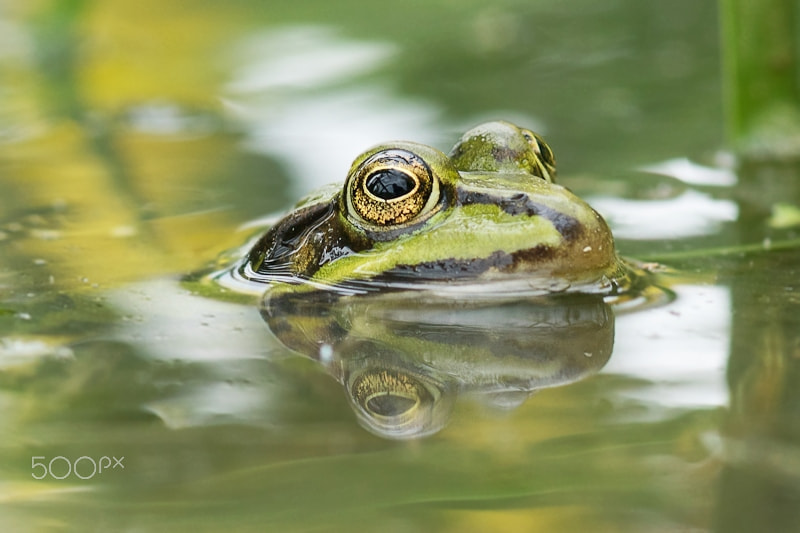 Sony ILCA-77M2 + Sony 100mm F2.8 Macro sample photo. Frog photography