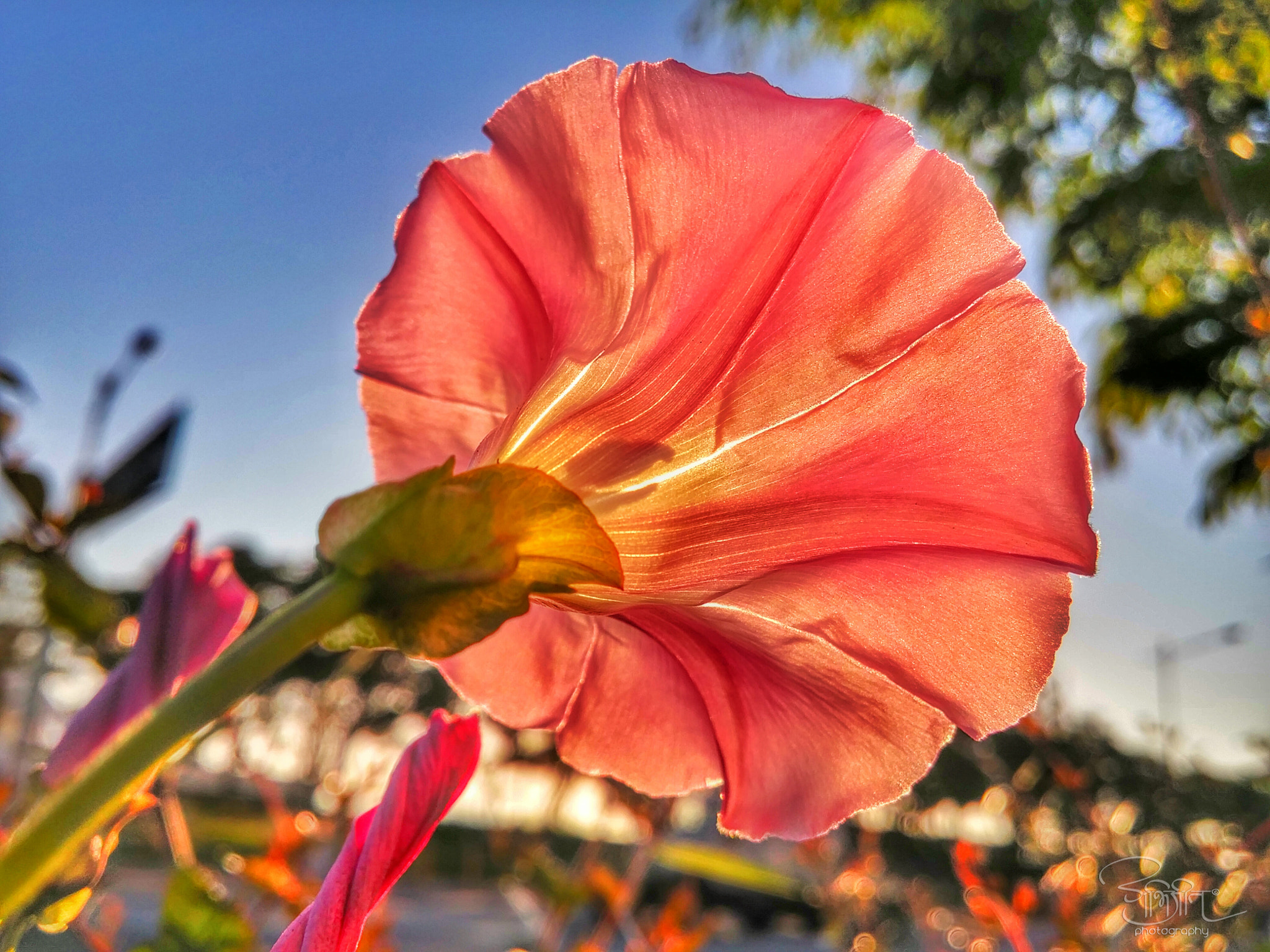 LG G3 CAT.6 sample photo. Good morning photography