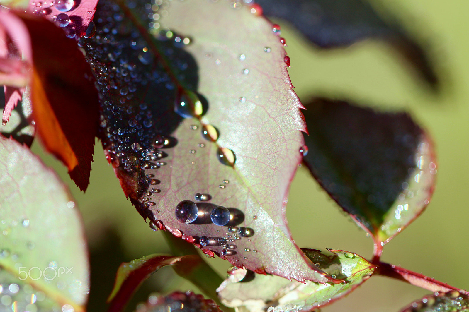 Canon EF 100mm F2.8L Macro IS USM sample photo. Water balls photography