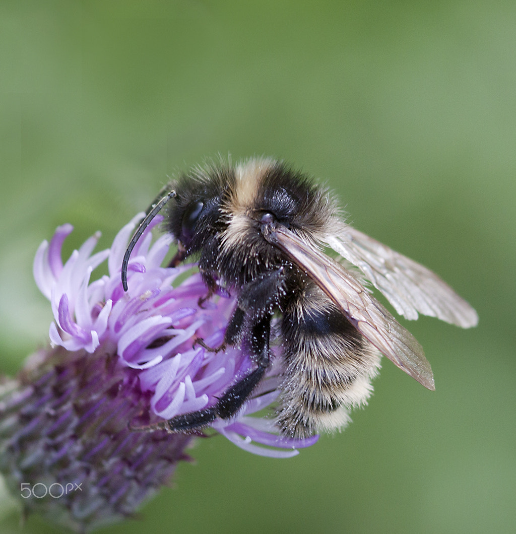 Canon EOS 50D + Sigma 105mm F2.8 EX DG Macro sample photo. Bee on lavender photography