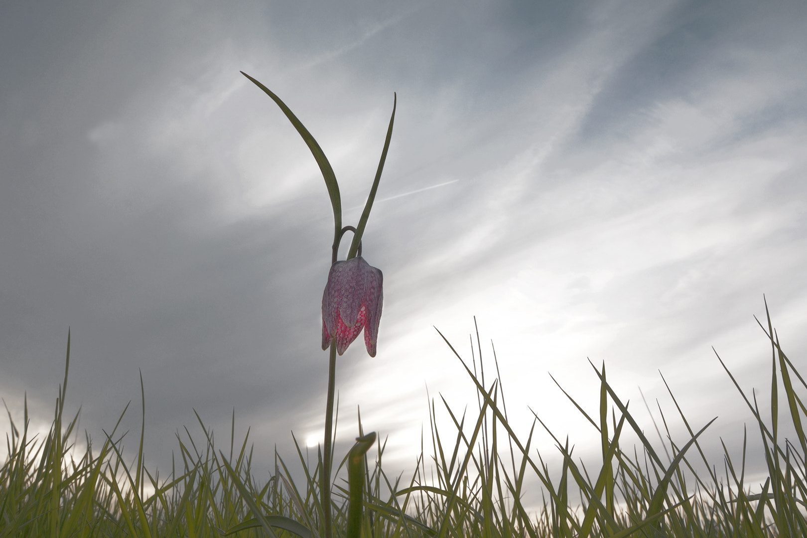 Nikon AF-S Nikkor 18-35mm F3.5-4.5G ED sample photo. Fritillaria meleagris photography