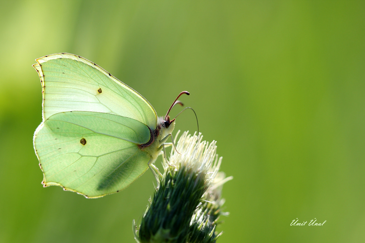 Canon EOS 40D + Canon EF 100mm F2.8 Macro USM sample photo. Butter-coloured fly photography