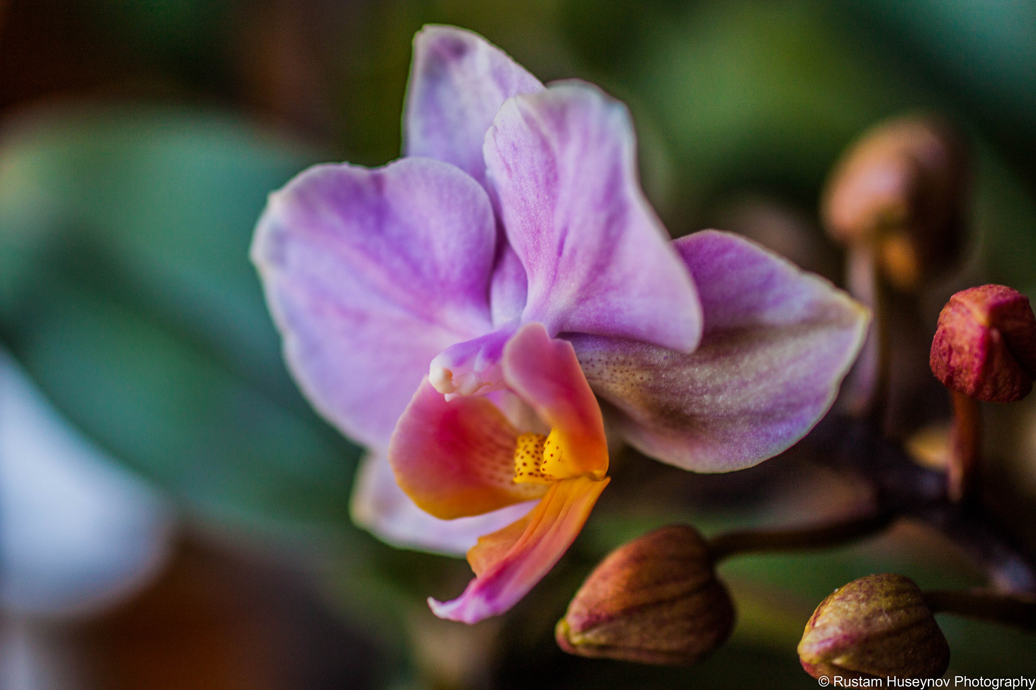 Sigma 50mm F1.4 EX DG HSM sample photo. Color blooming photography