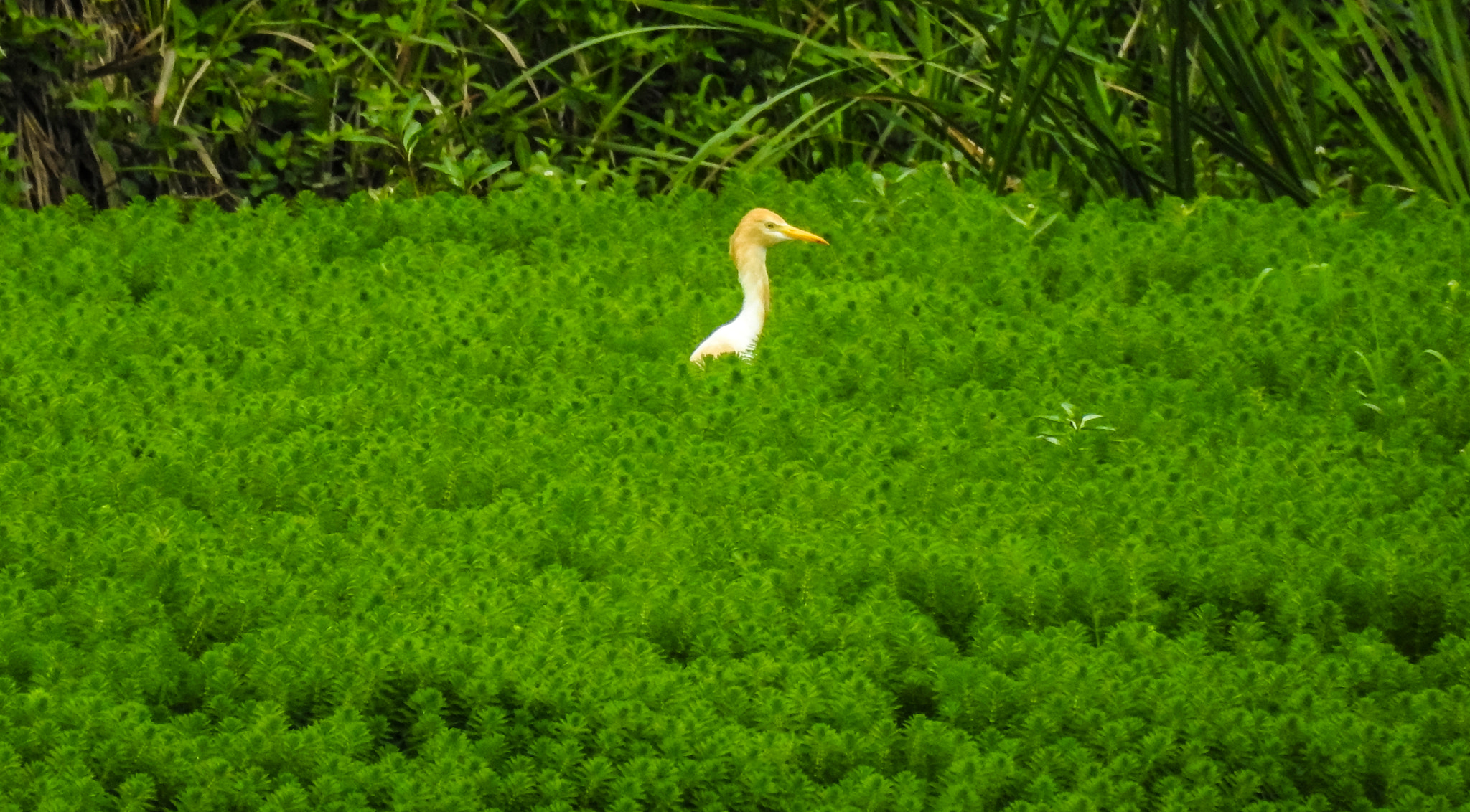 Nikon COOLPIX P900s sample photo. My first time shooting birds. photography