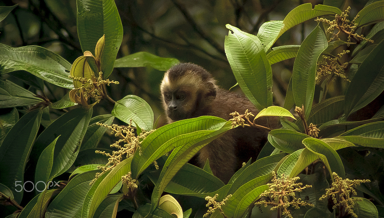 Nikon D40 sample photo. Monkey in the trees photography