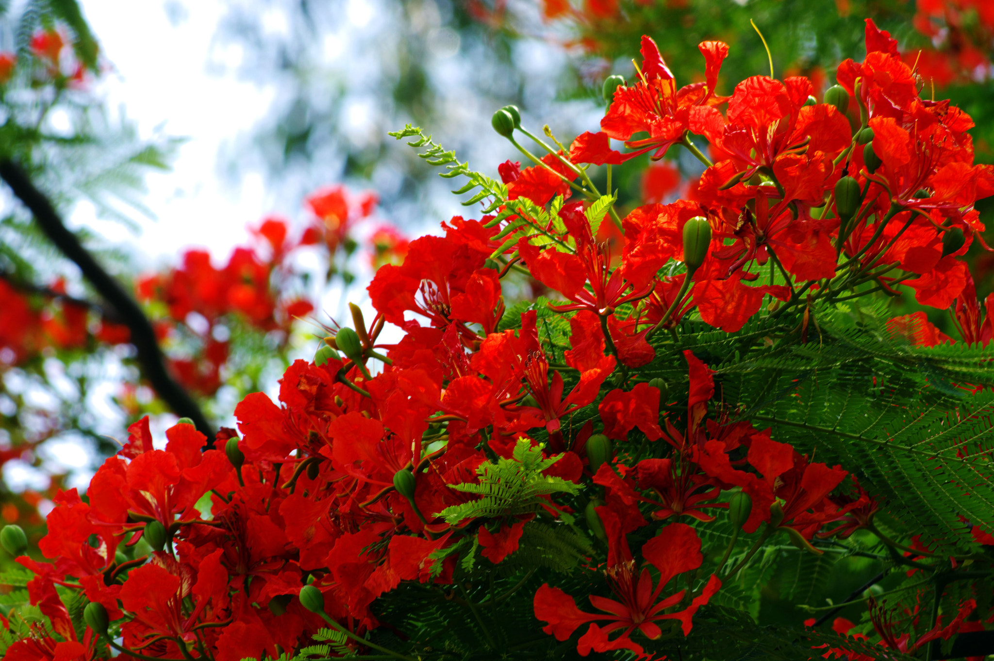 smc PENTAX-DA L 55-300mm F4-5.8 ED sample photo. Red photography