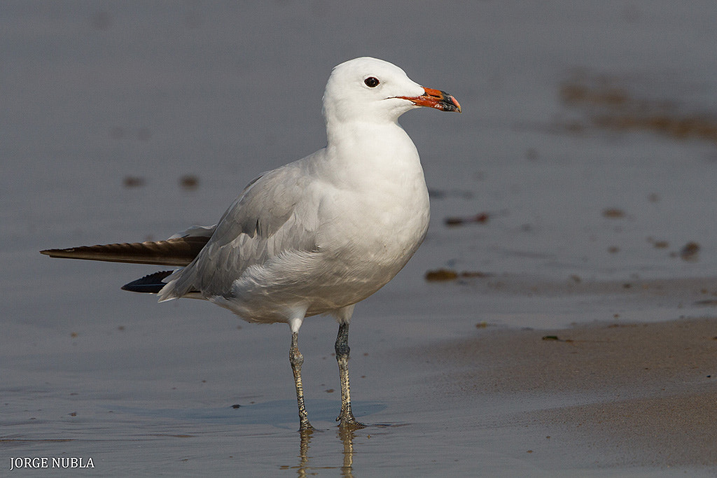 Canon EF 500mm F4L IS II USM sample photo. Gaviota de audouin (larus audouinii). photography