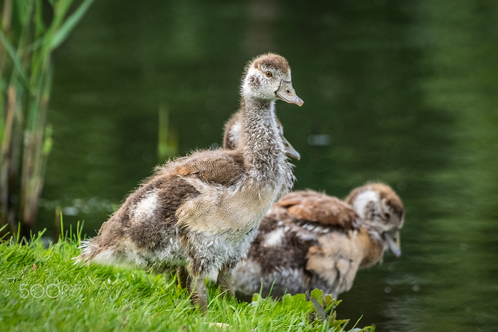 Sigma 50-500mm F4.5-6.3 DG OS HSM sample photo. Upgrowing nile goose chicks photography