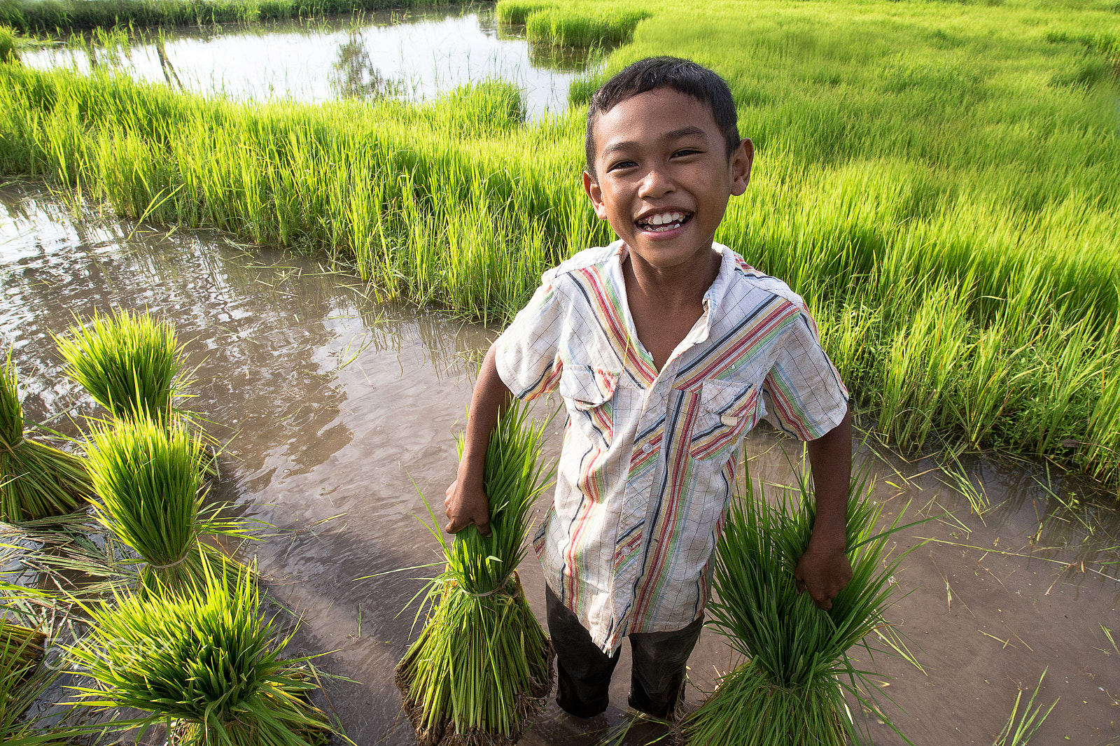 Sigma 20mm EX f/1.8 sample photo. Little smiling boy farmer on green fields photography